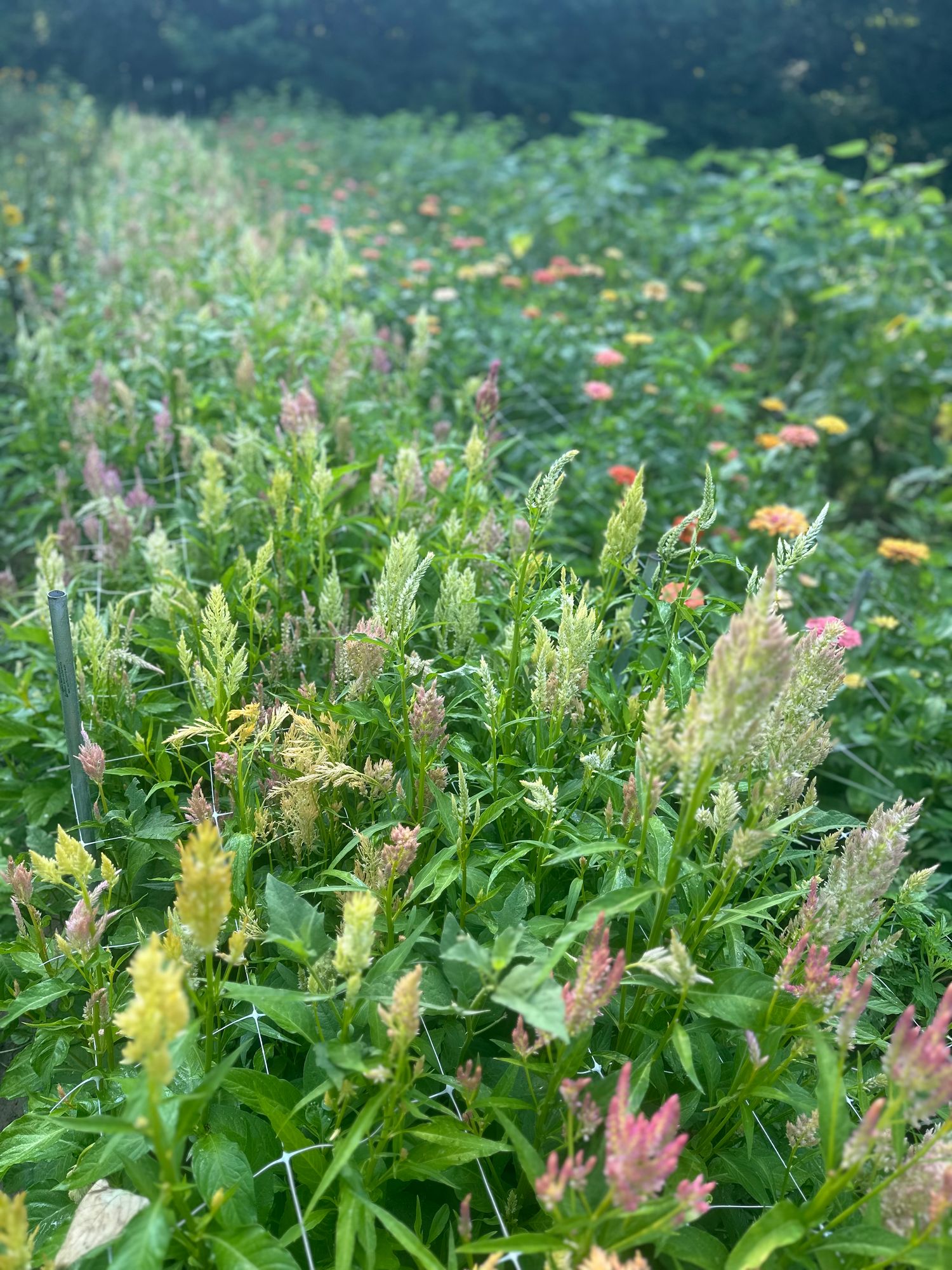 CELOSIA argentea var. spicata Shimmer