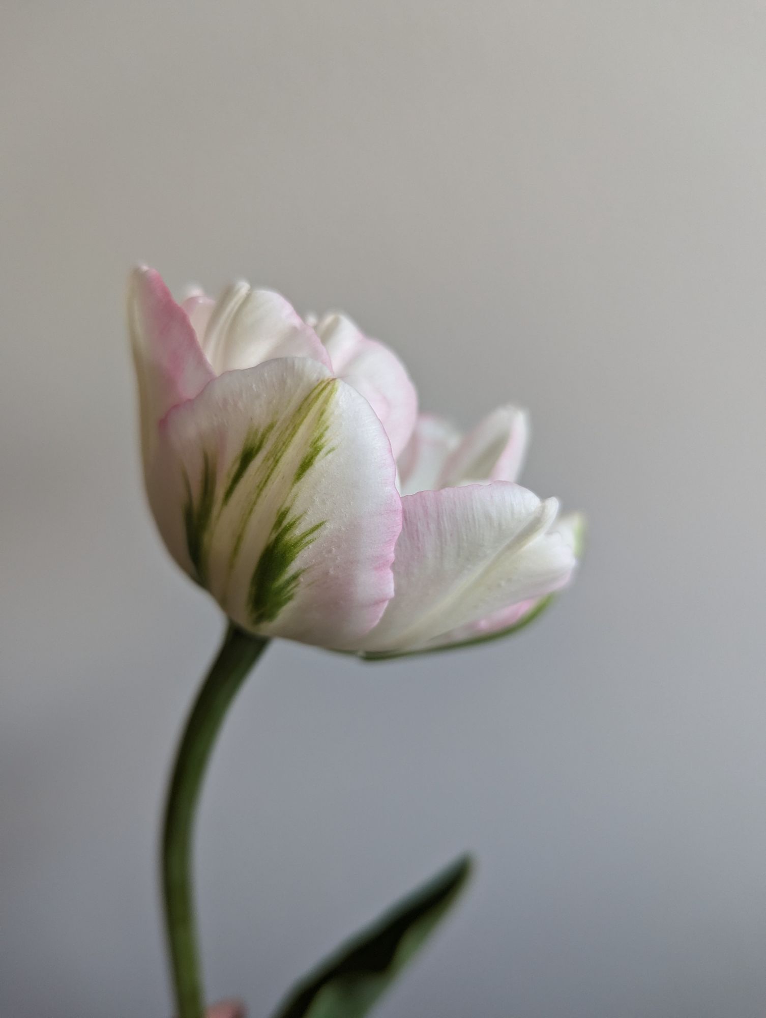 TULIPA Finola