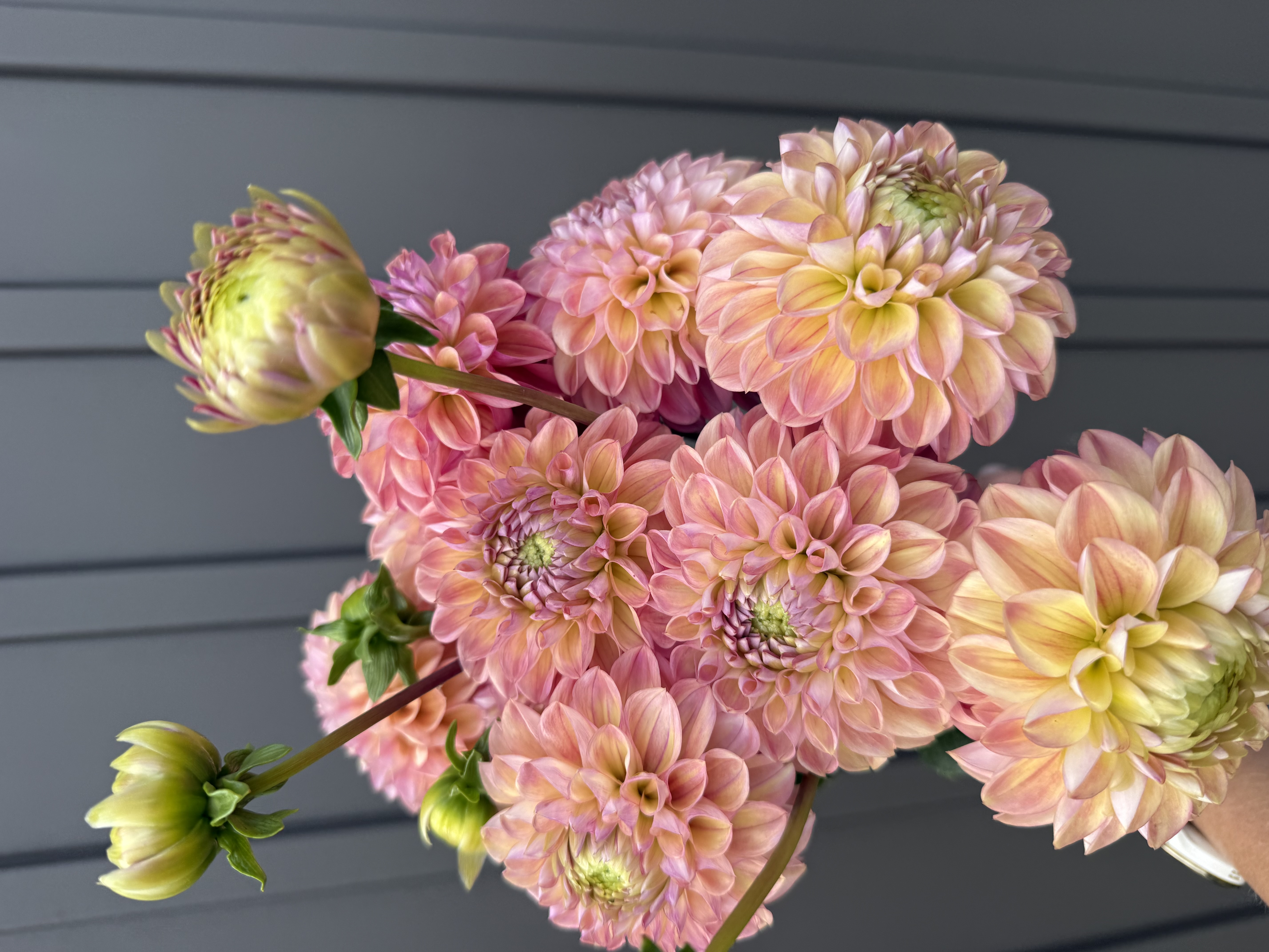 DAHLIA Coseytown Baby Cakes