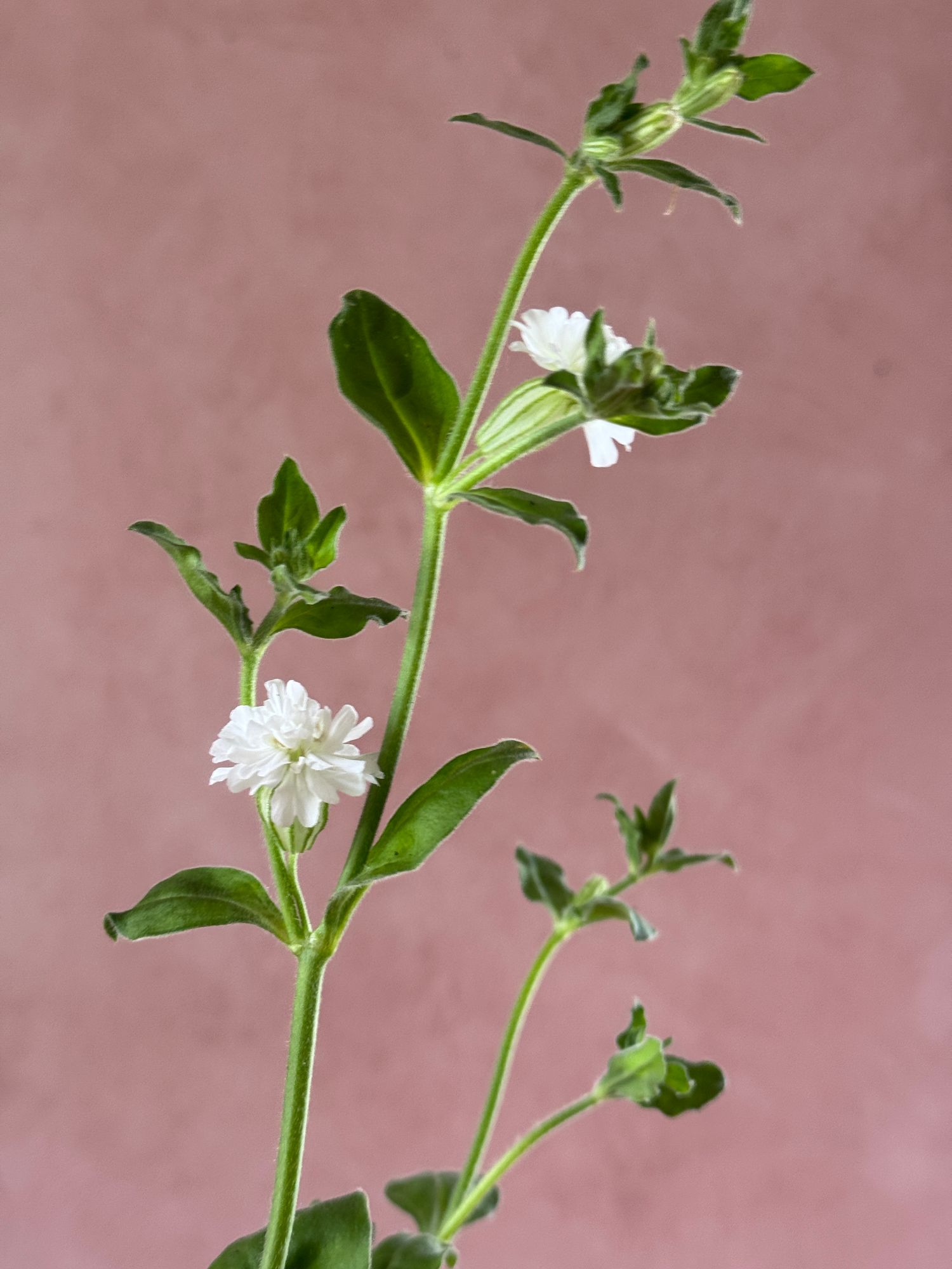 SILENE pendula Sibella White