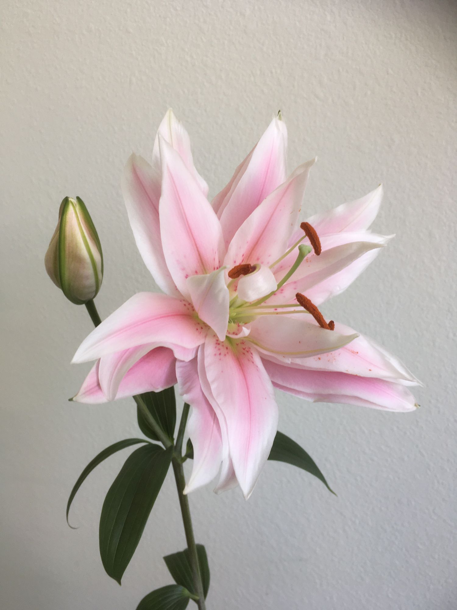 LILIUM x orientalis