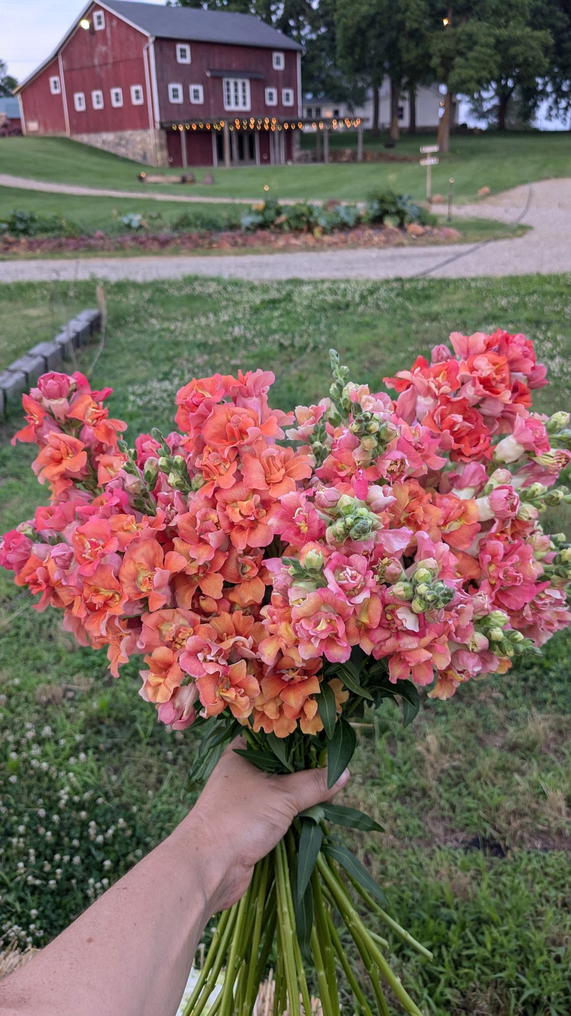 ANTIRRHINUM majus Madame Butterfly Bronze