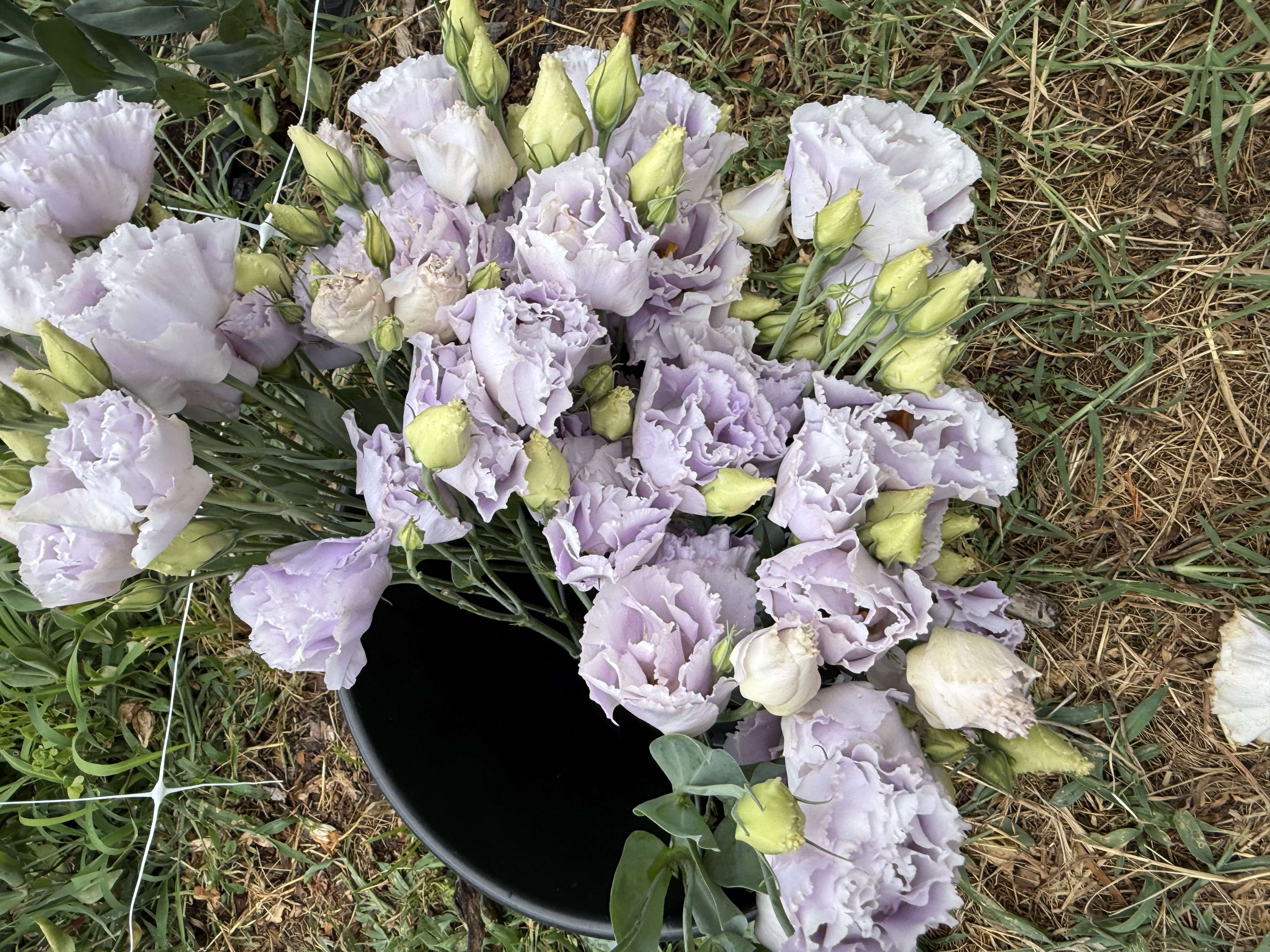 EUSTOMA grandiflorum