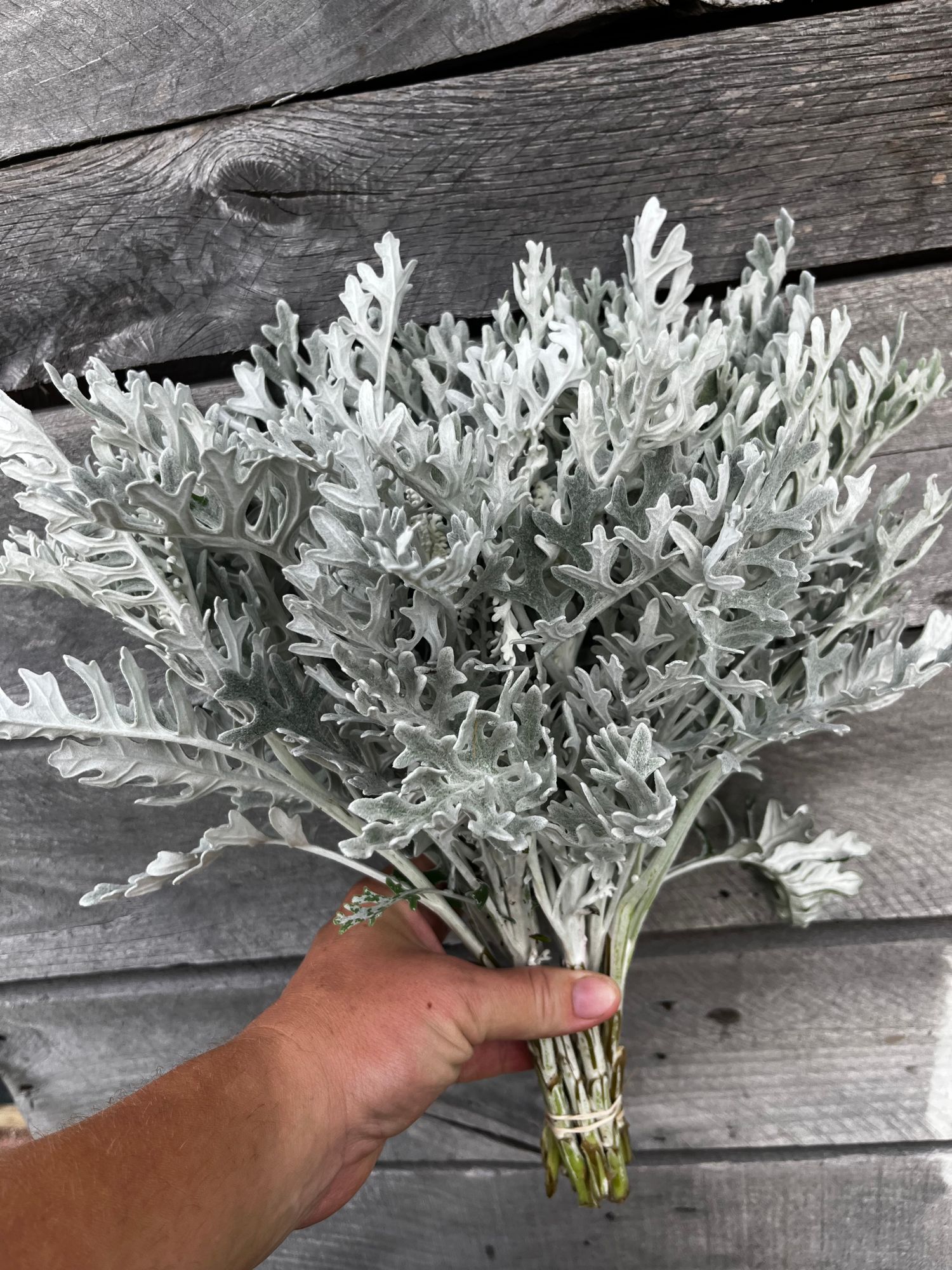 SENECIO cineraria