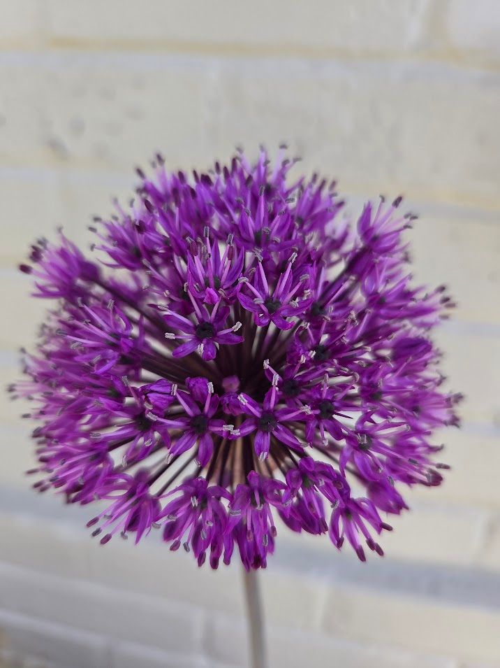 ALLIUM hollandicum Purple Sensation