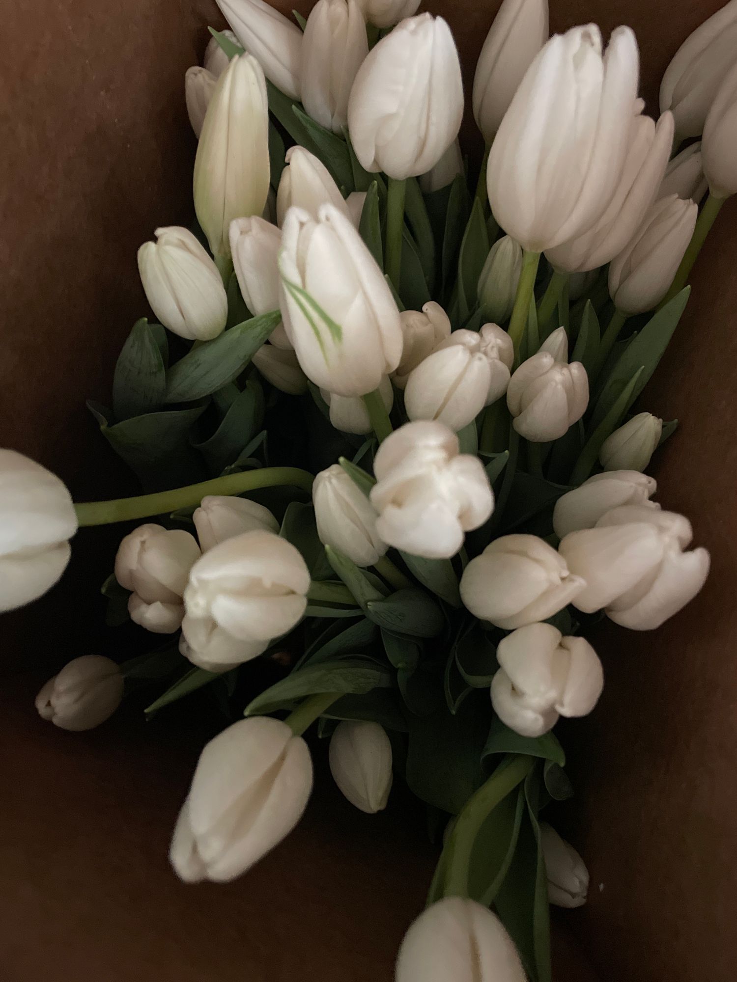 TULIPA