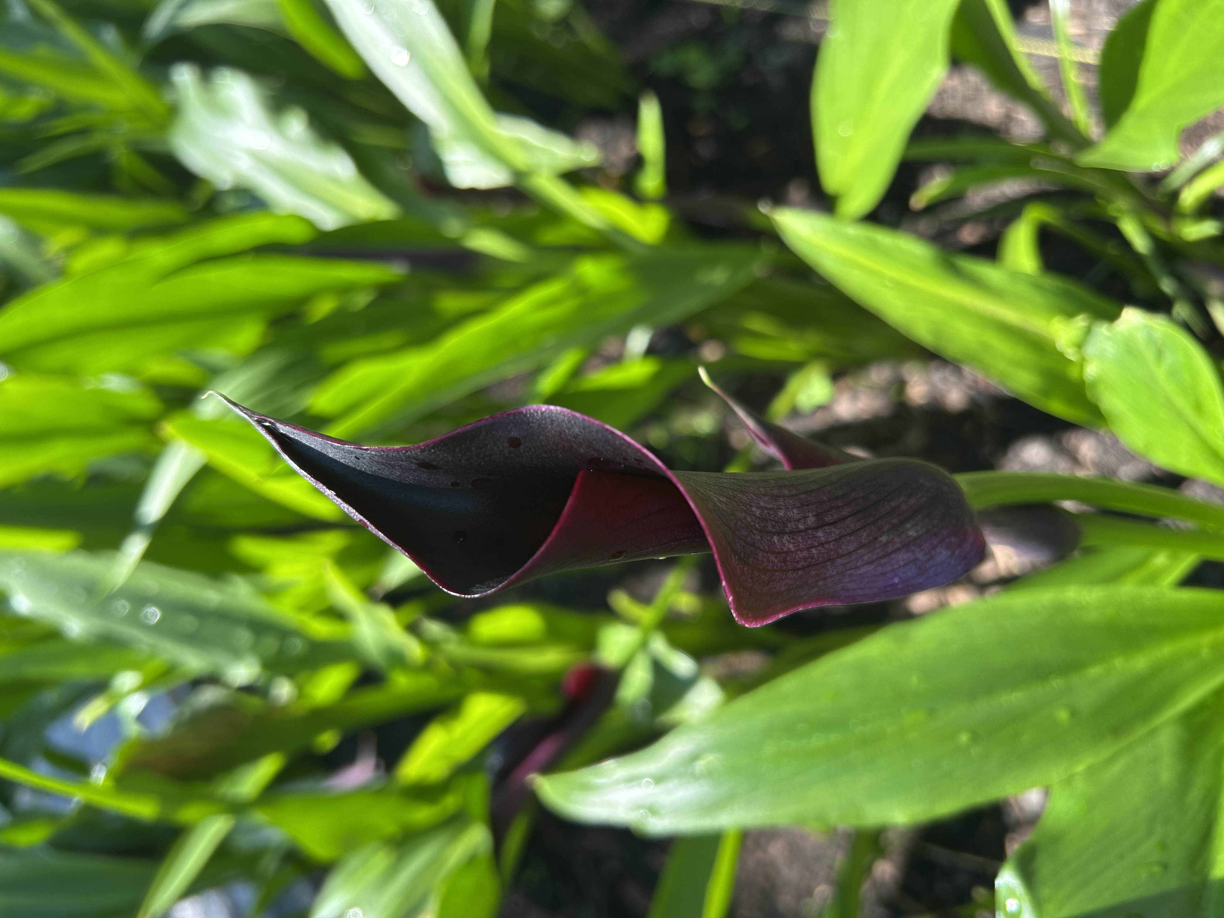 ZANTEDESCHIA x