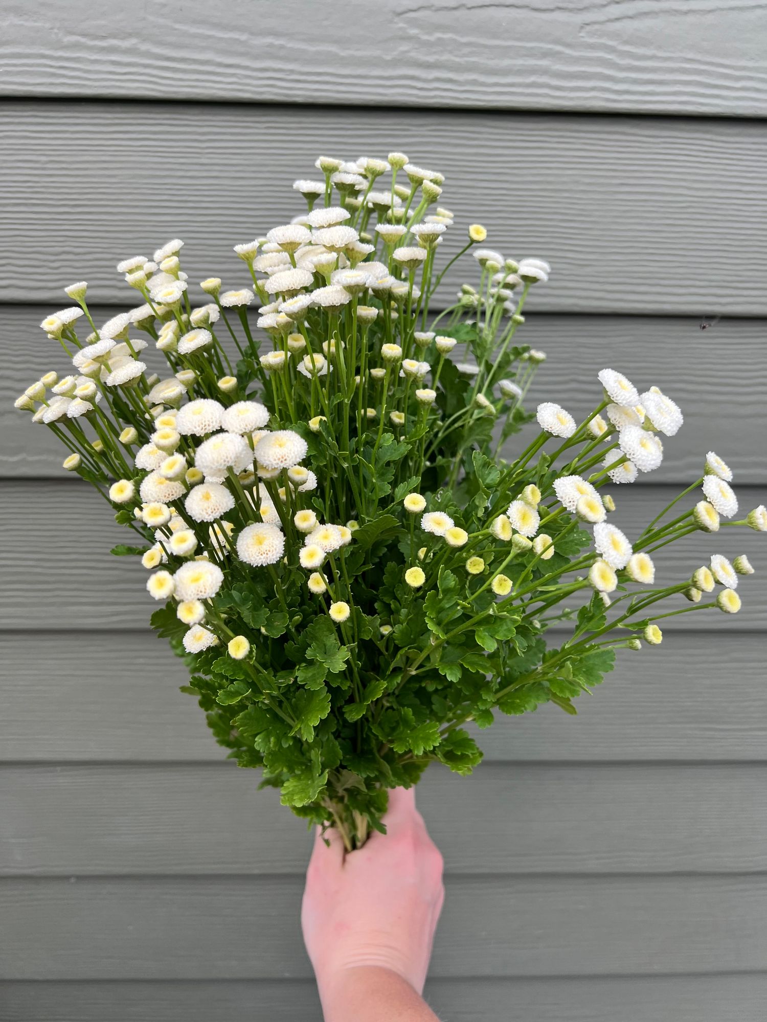 TANACETUM parthenium Virgo