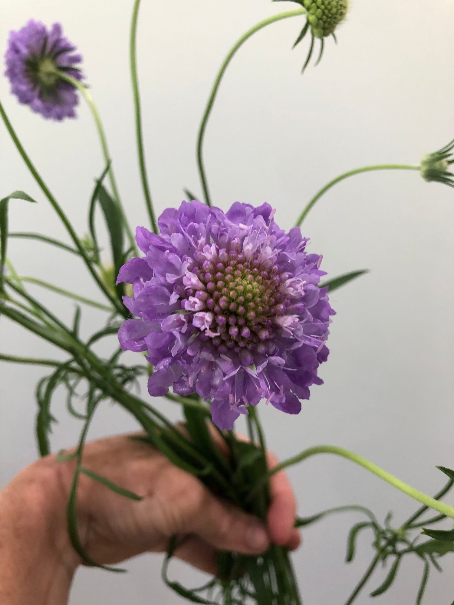 SCABIOSA atropurpurea Oxford Blue