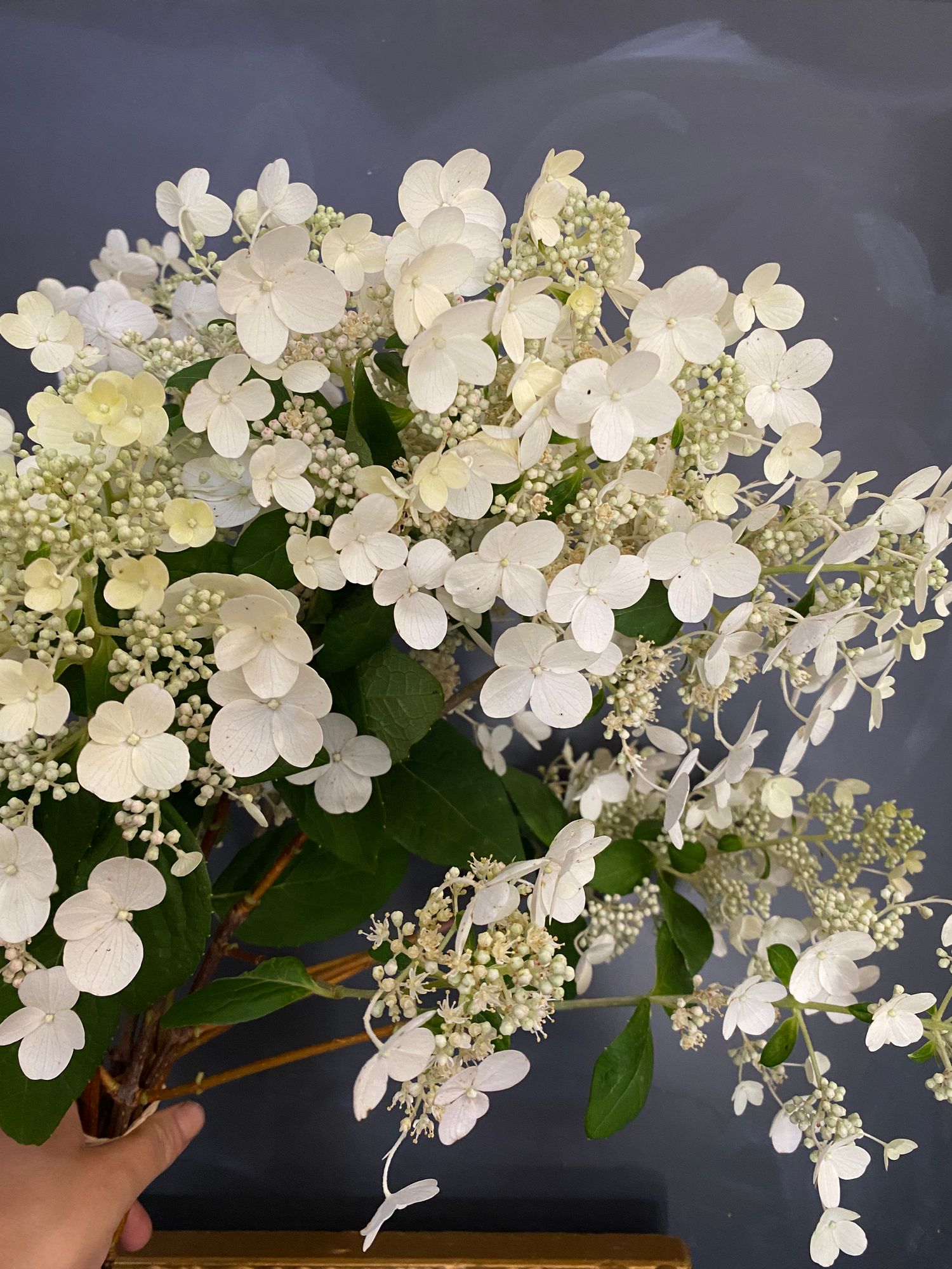 HYDRANGEA paniculata Quick Fire