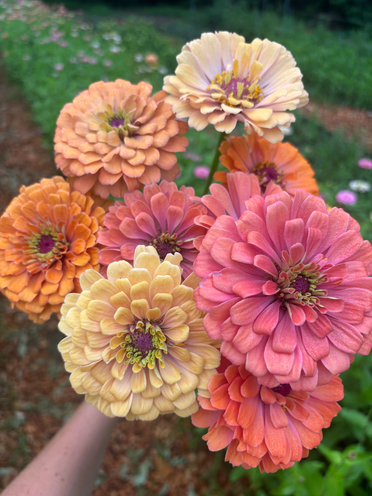 ZINNIA elegans Aurora