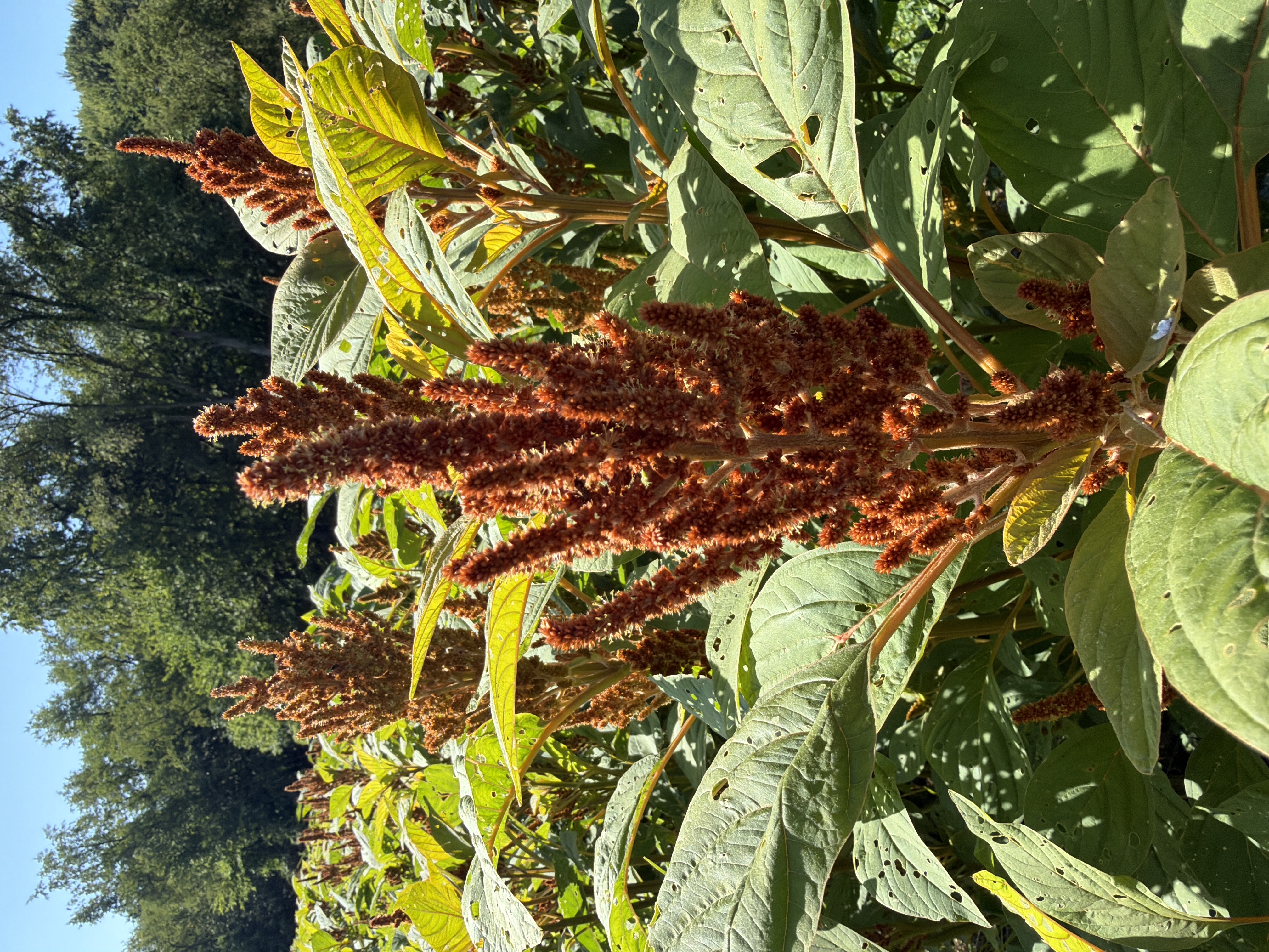 AMARANTHUS cruentus Hot Biscuits