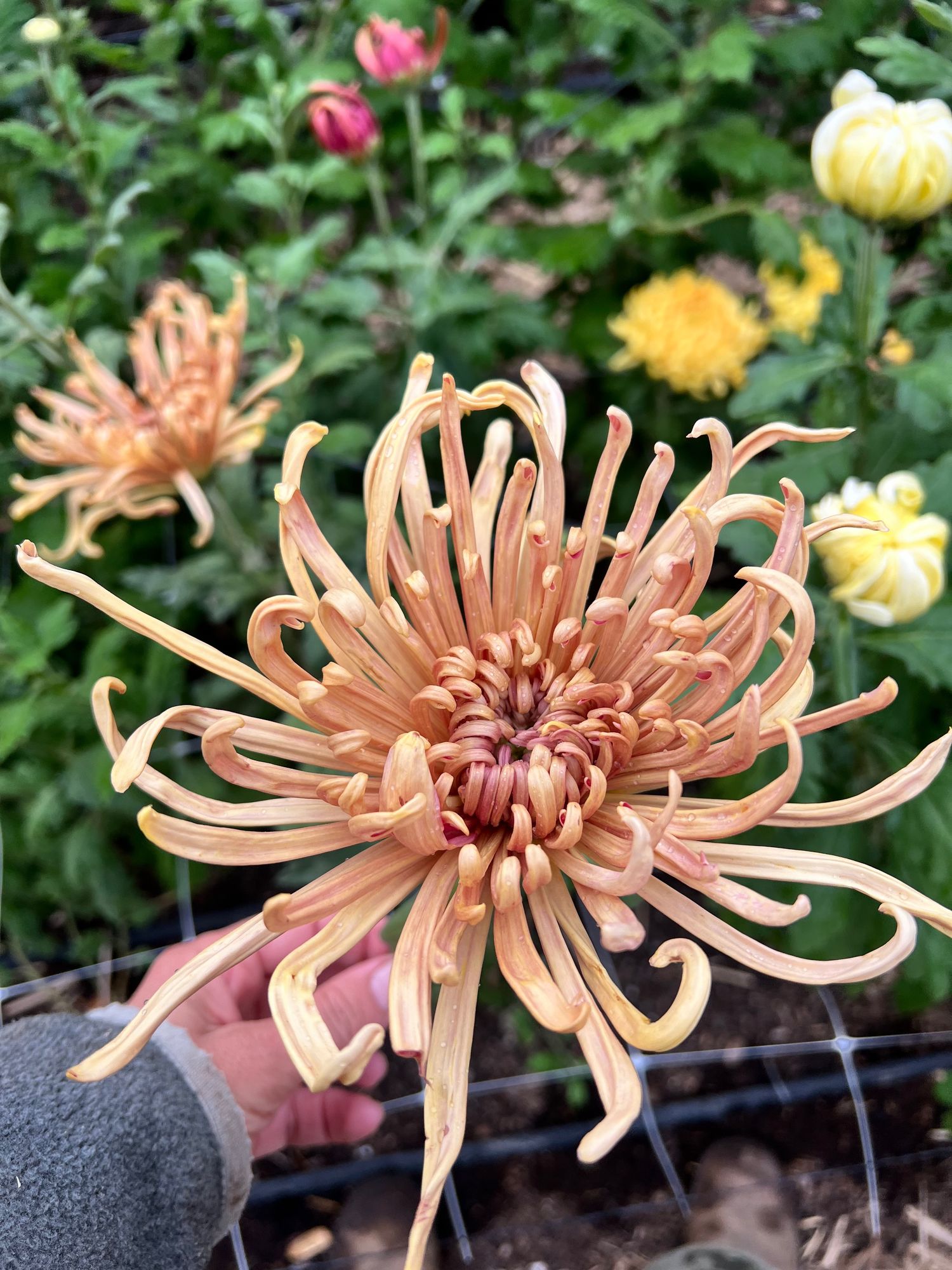 CHRYSANTHEMUM x Mocha