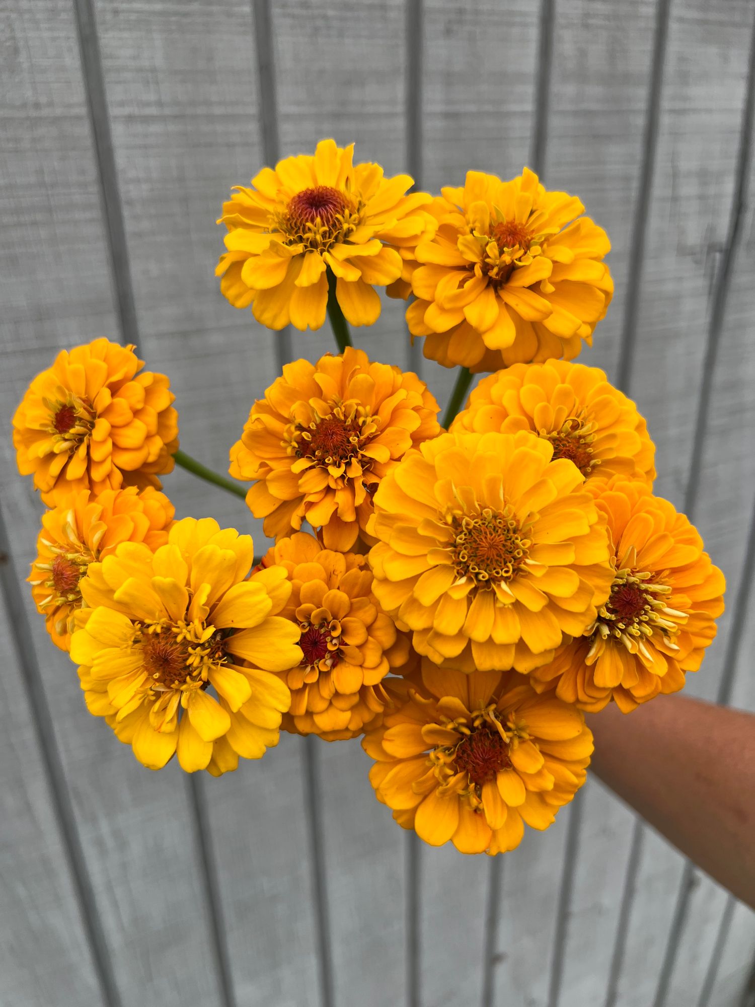ZINNIA elegans Oklahoma Golden Yellow