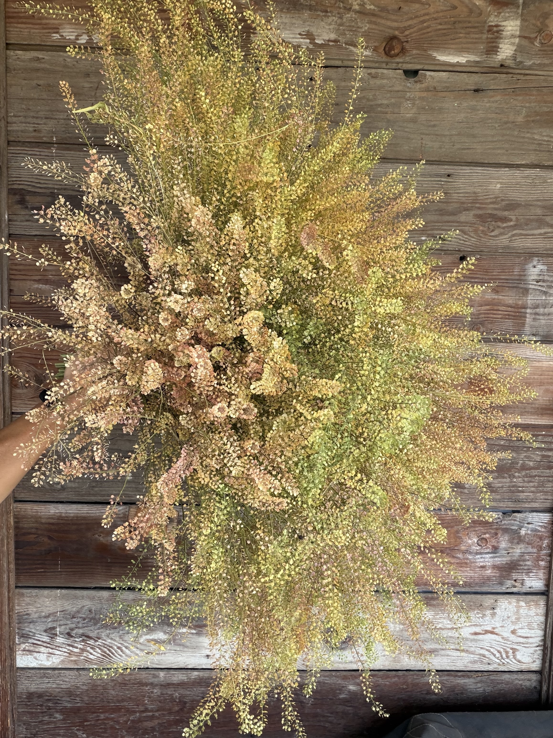 LEPIDIUM spp. Green Dragon