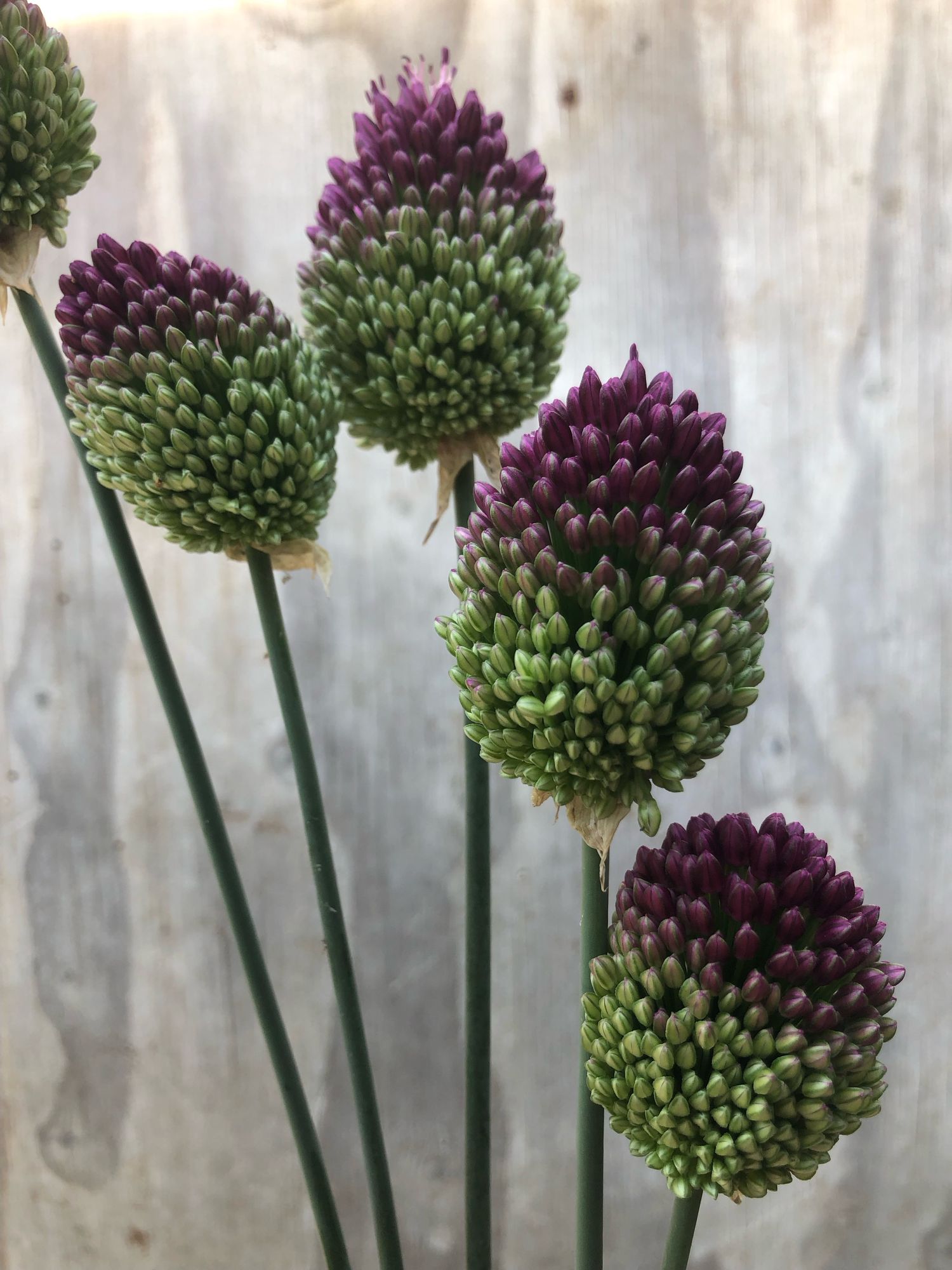 ALLIUM sphaerocephalon