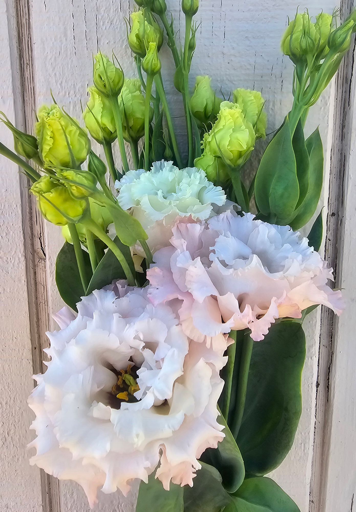 EUSTOMA grandiflorum
