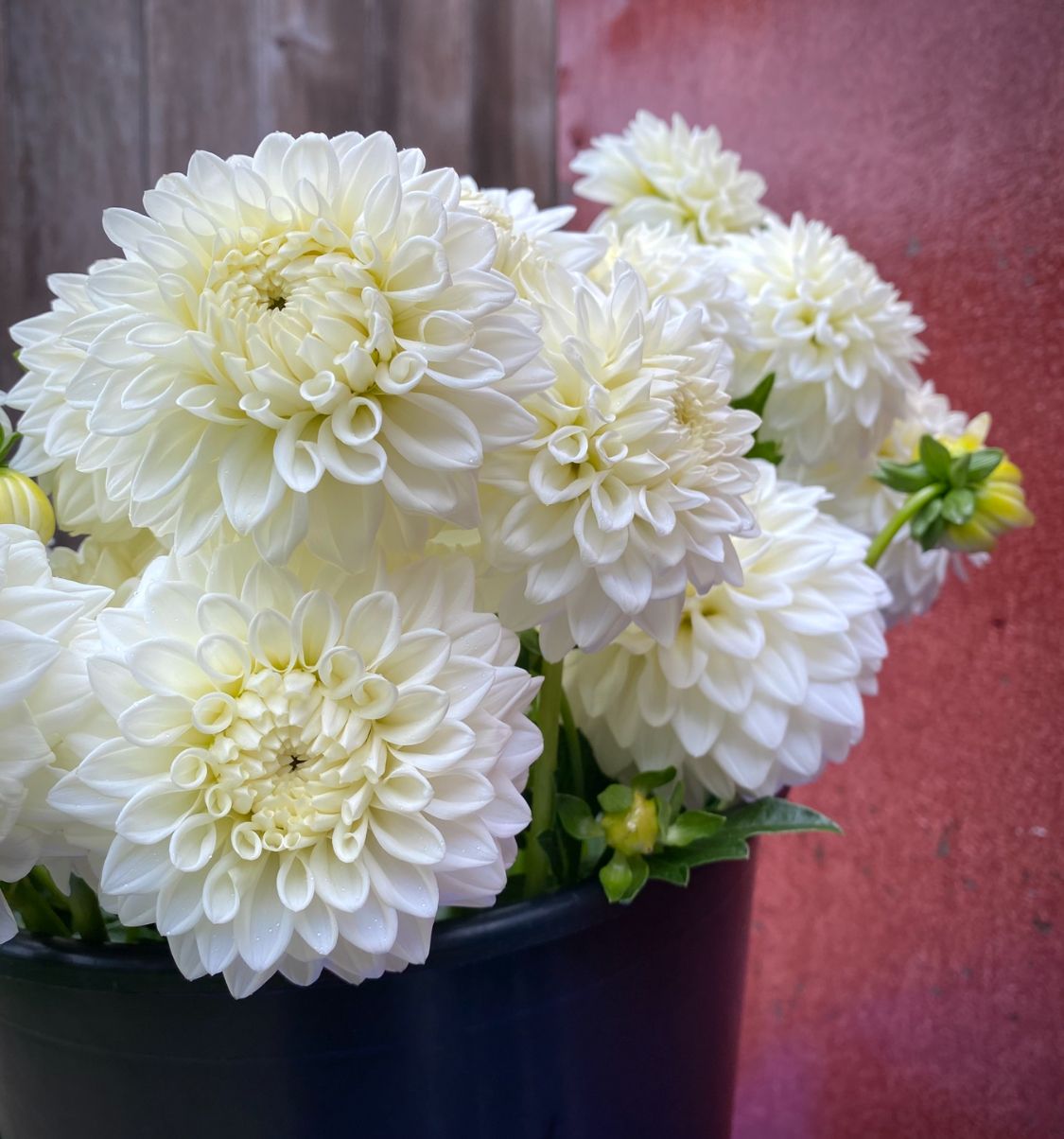 Bulk Bucket - Dahlias (White)