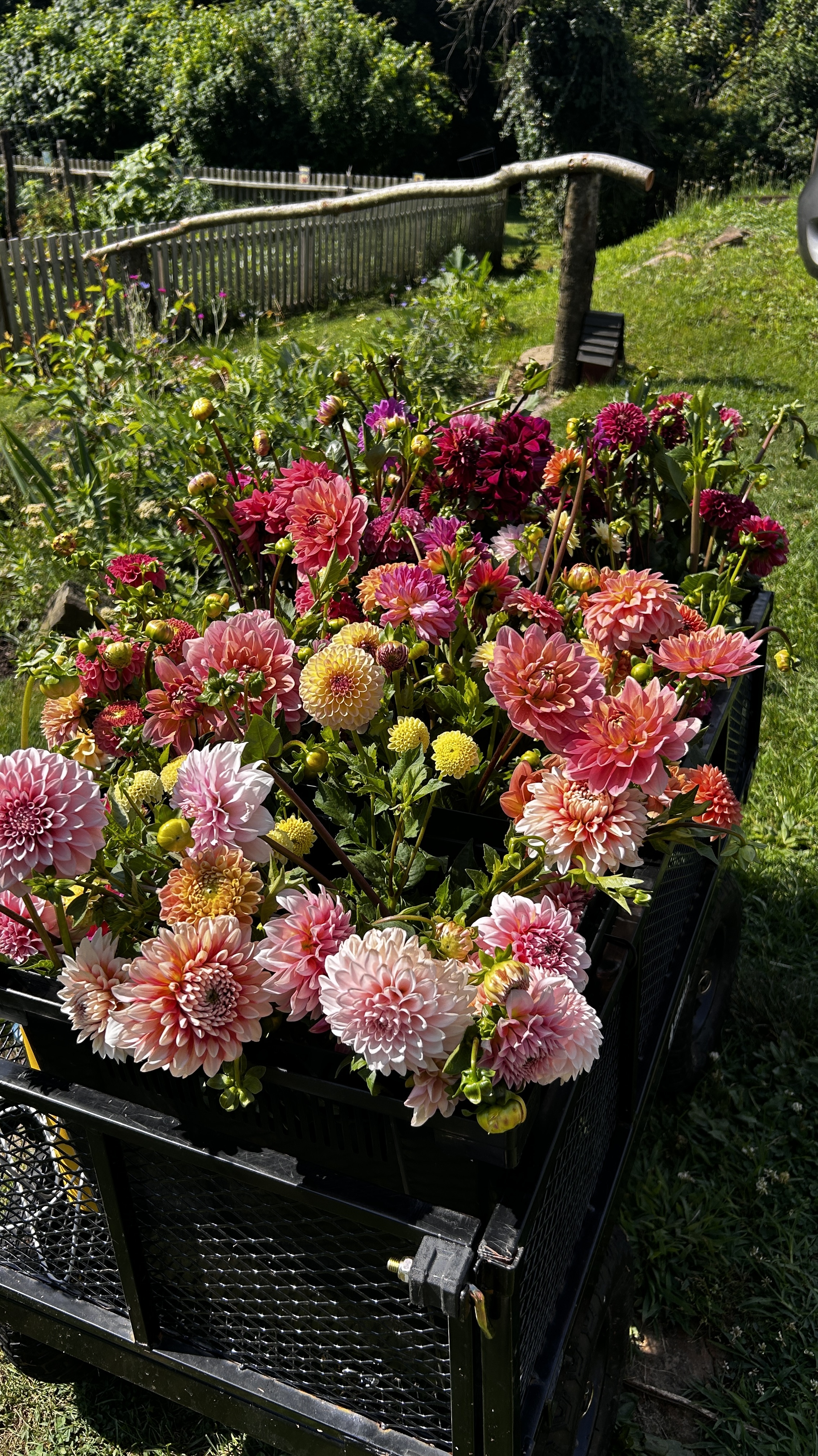 DAHLIA