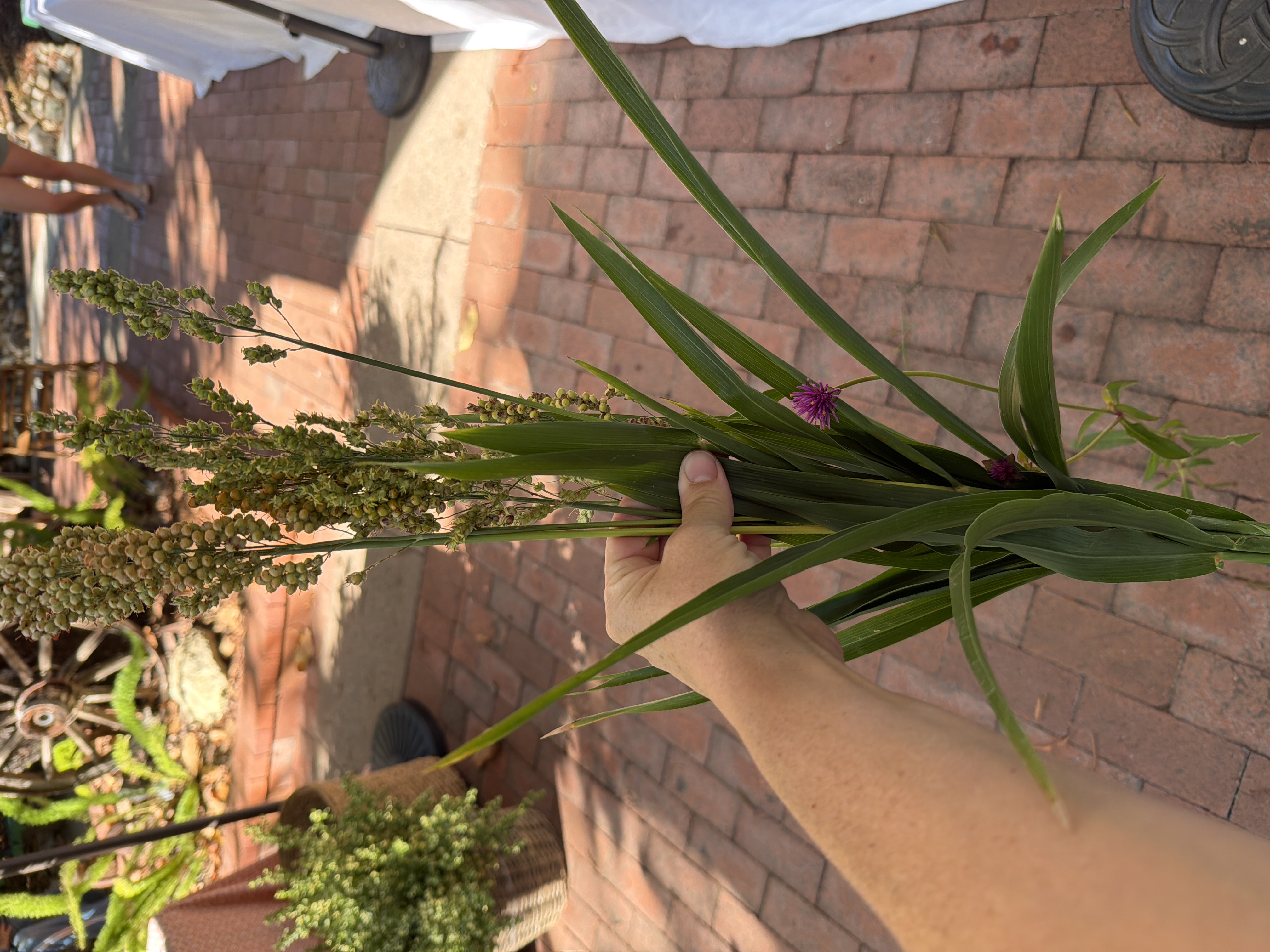SETARIA