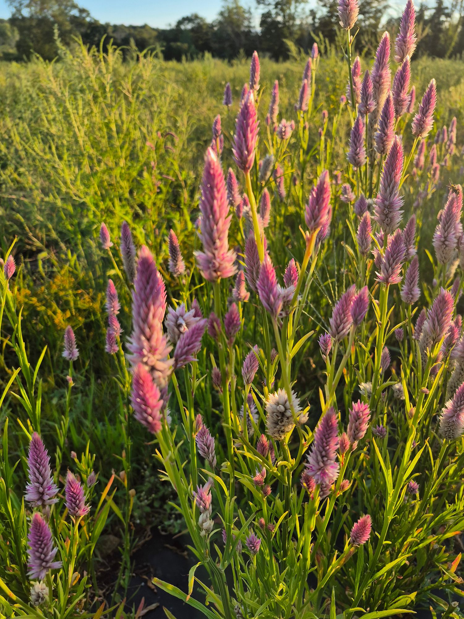 CELOSIA argentea spicata