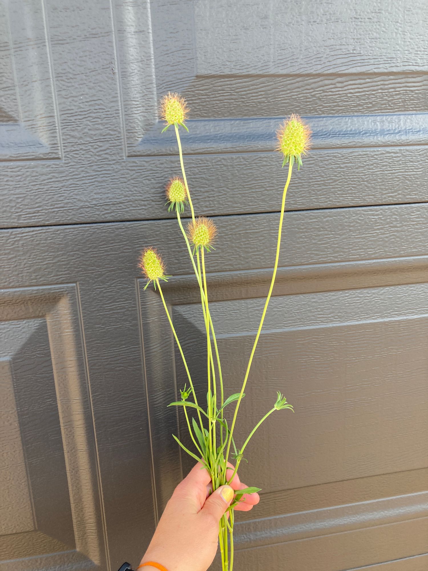 SCABIOSA atropurpurea Triple Berry