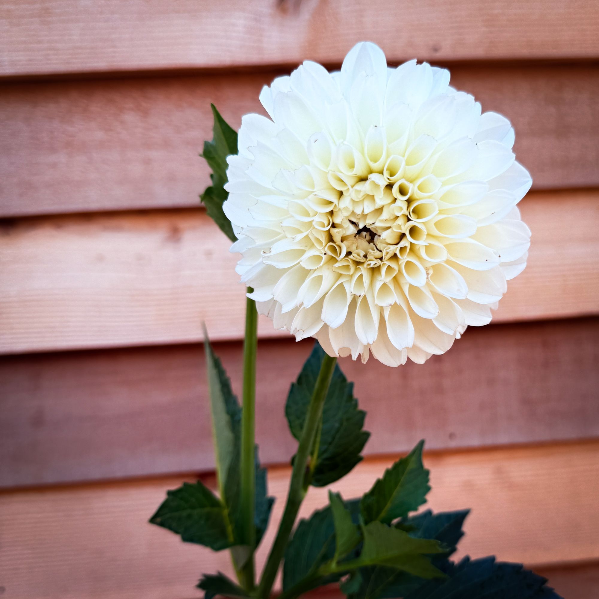 DAHLIA Boom Boom White