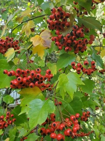 CRATAEGUS