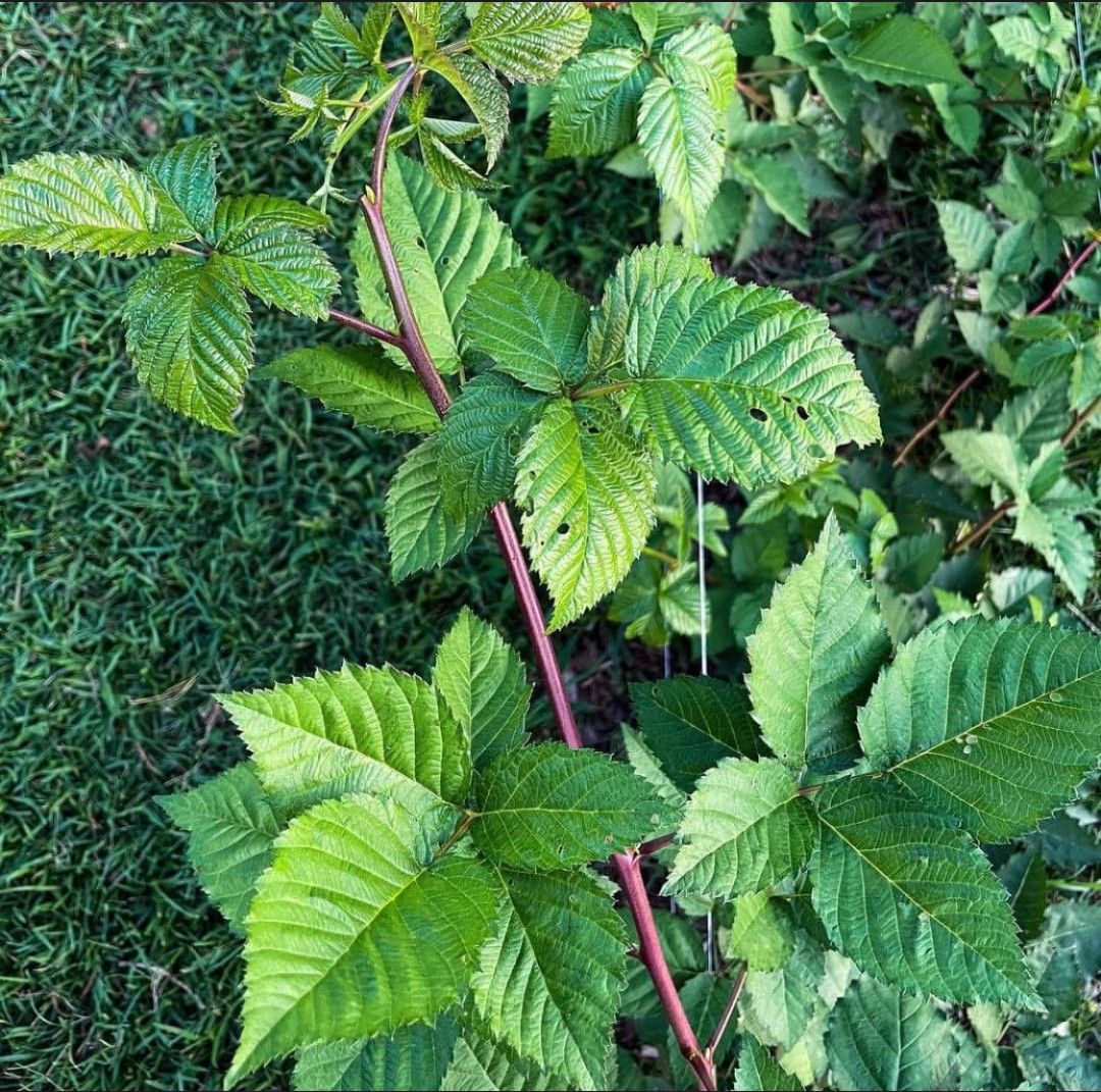 RUBUS fruticosus