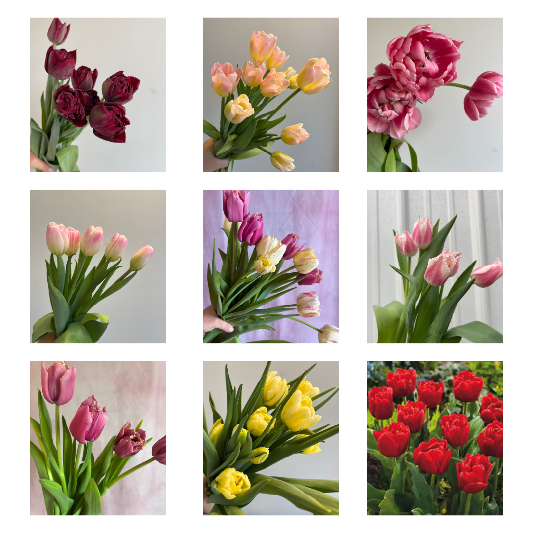 Valentine's Special - Mixed Tulip Buckets