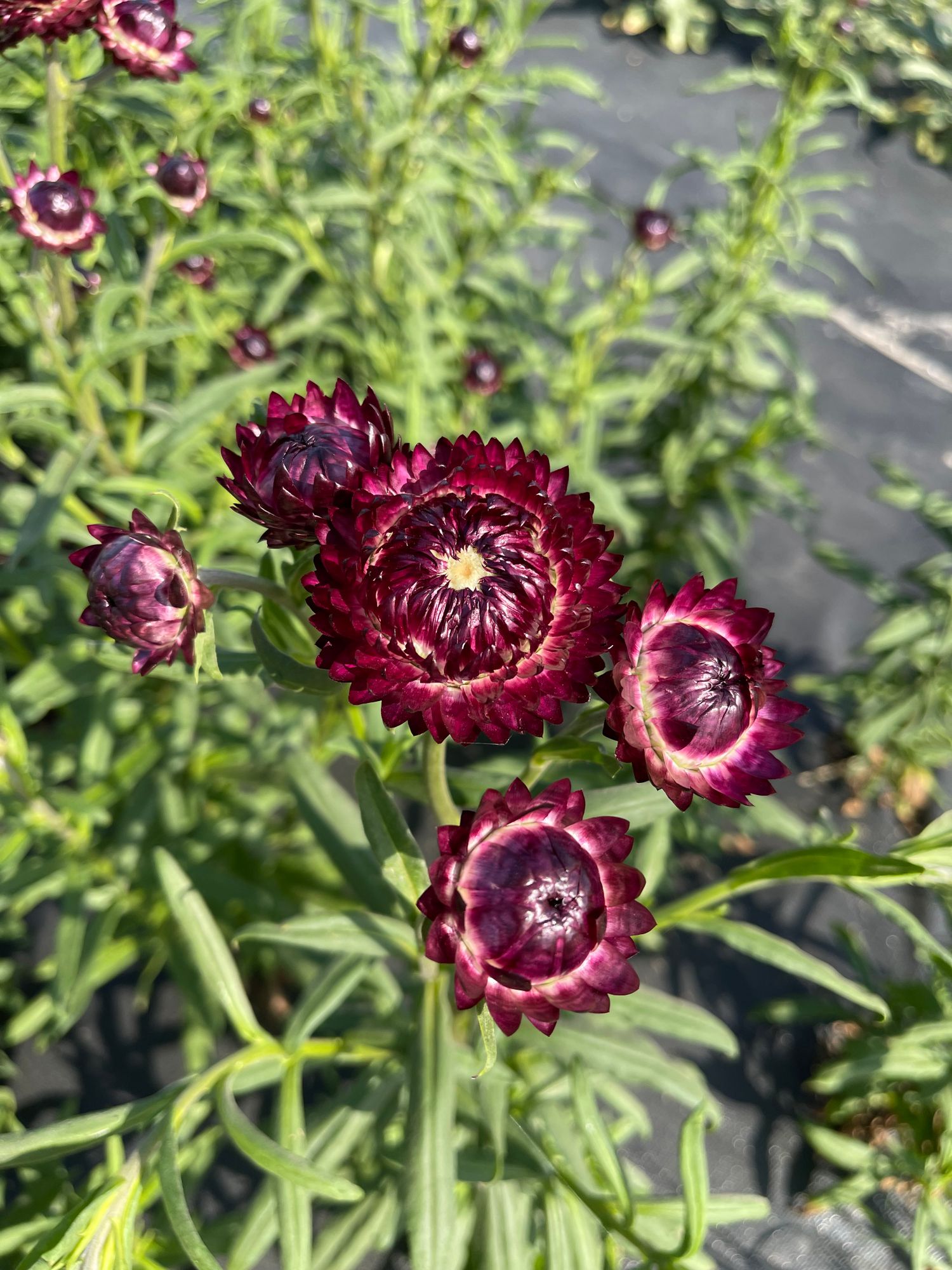 XEROCHRYSUM bracteatum