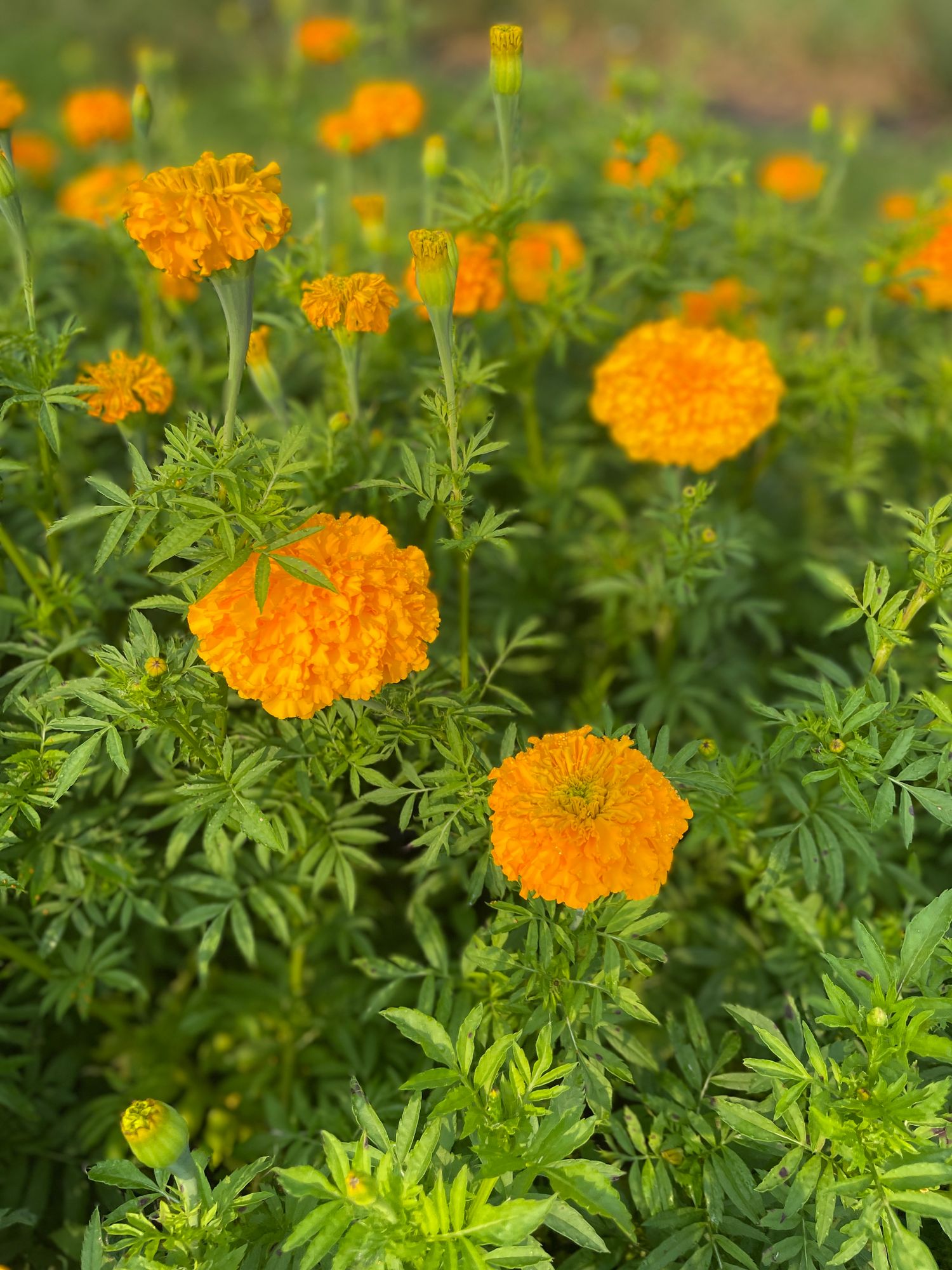 TAGETES erecta Coco
