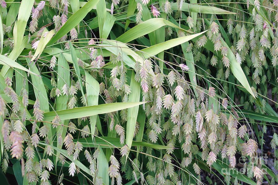 CHASMANTHIUM latifolium
