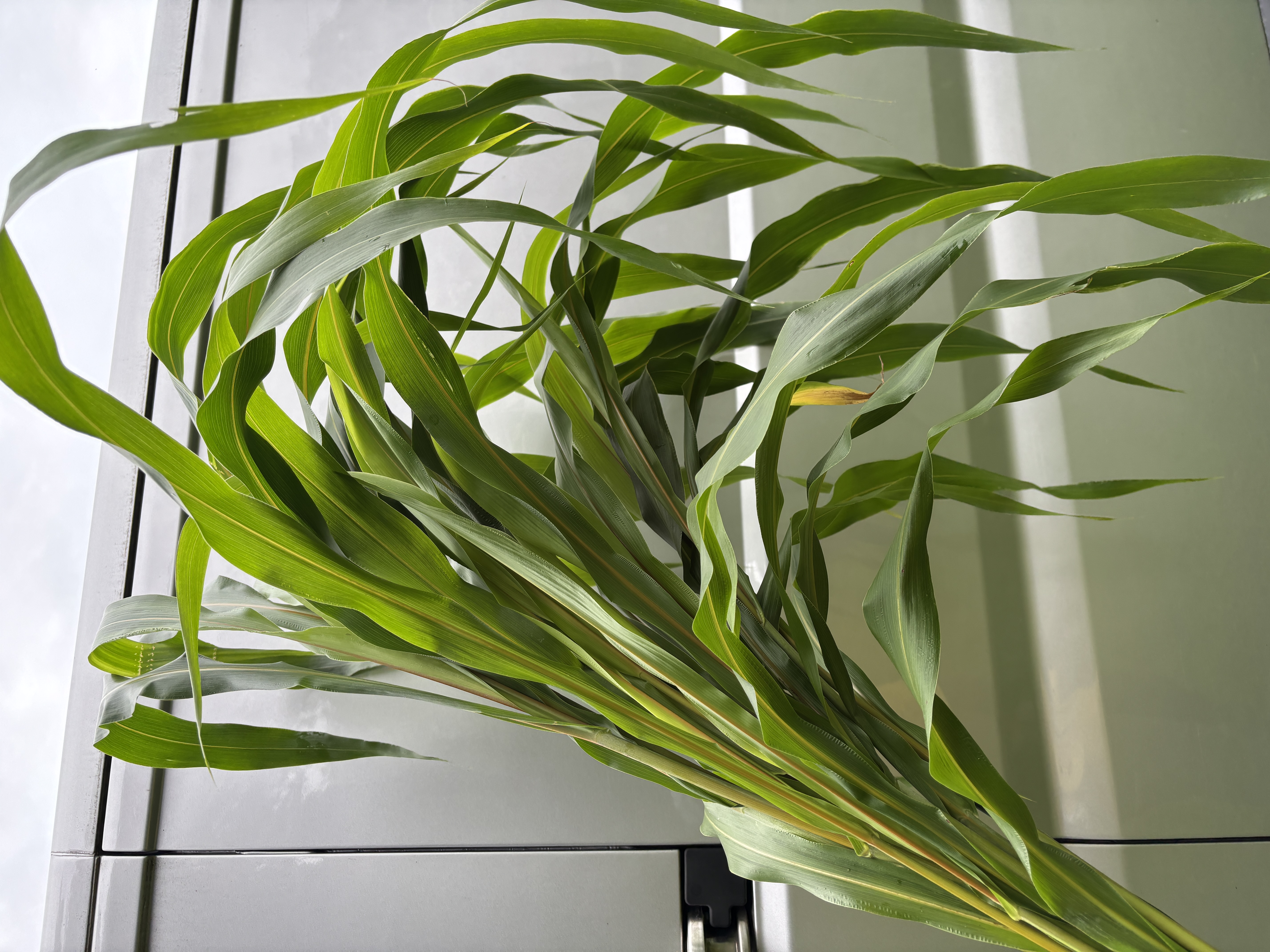 SORGHUM x drummondii