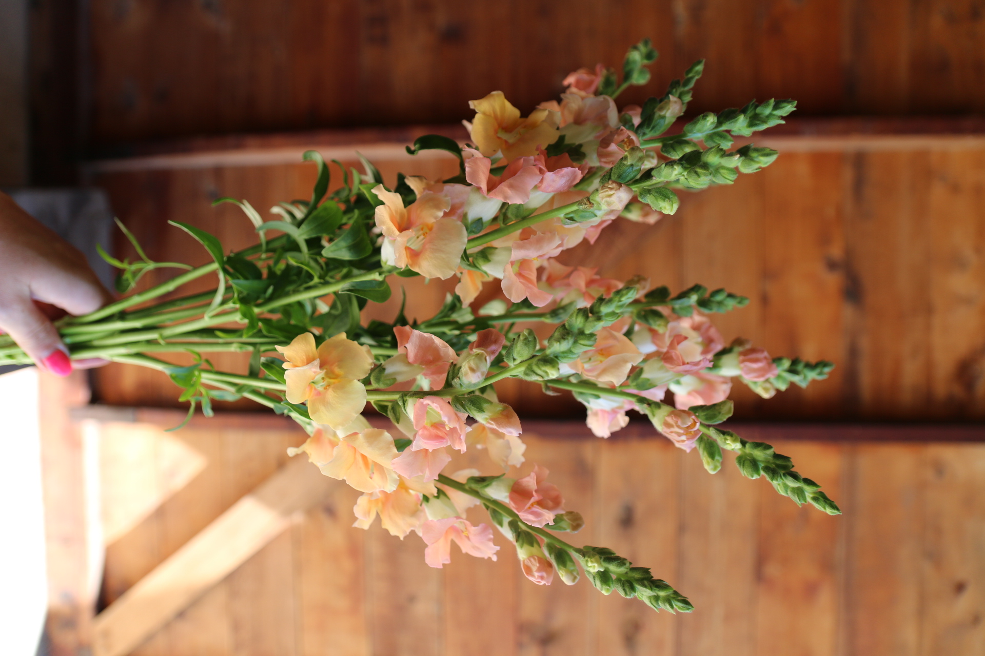 ANTIRRHINUM majus Chantilly Light Salmon