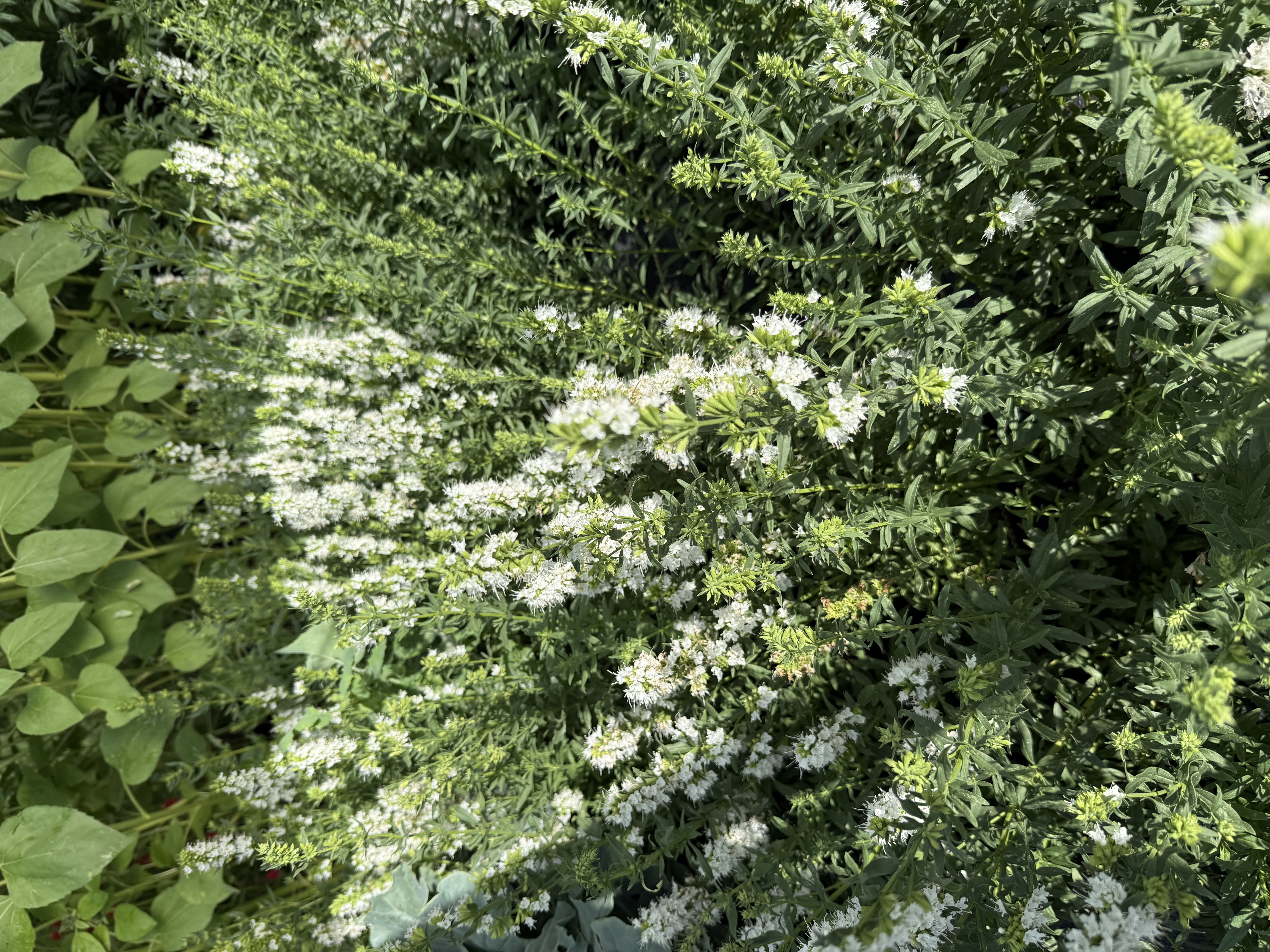 HYSSOPUS officinalis