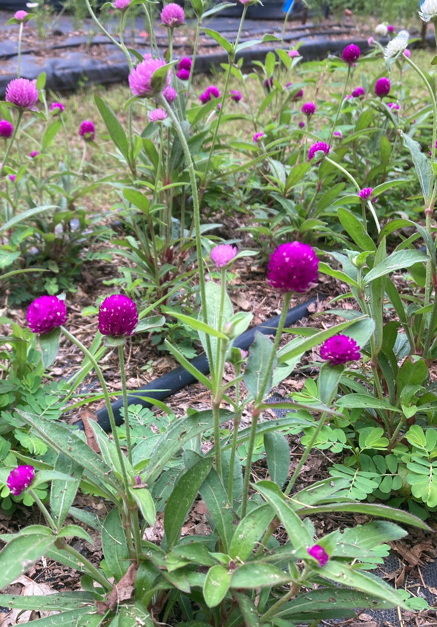 GOMPHRENA globosa