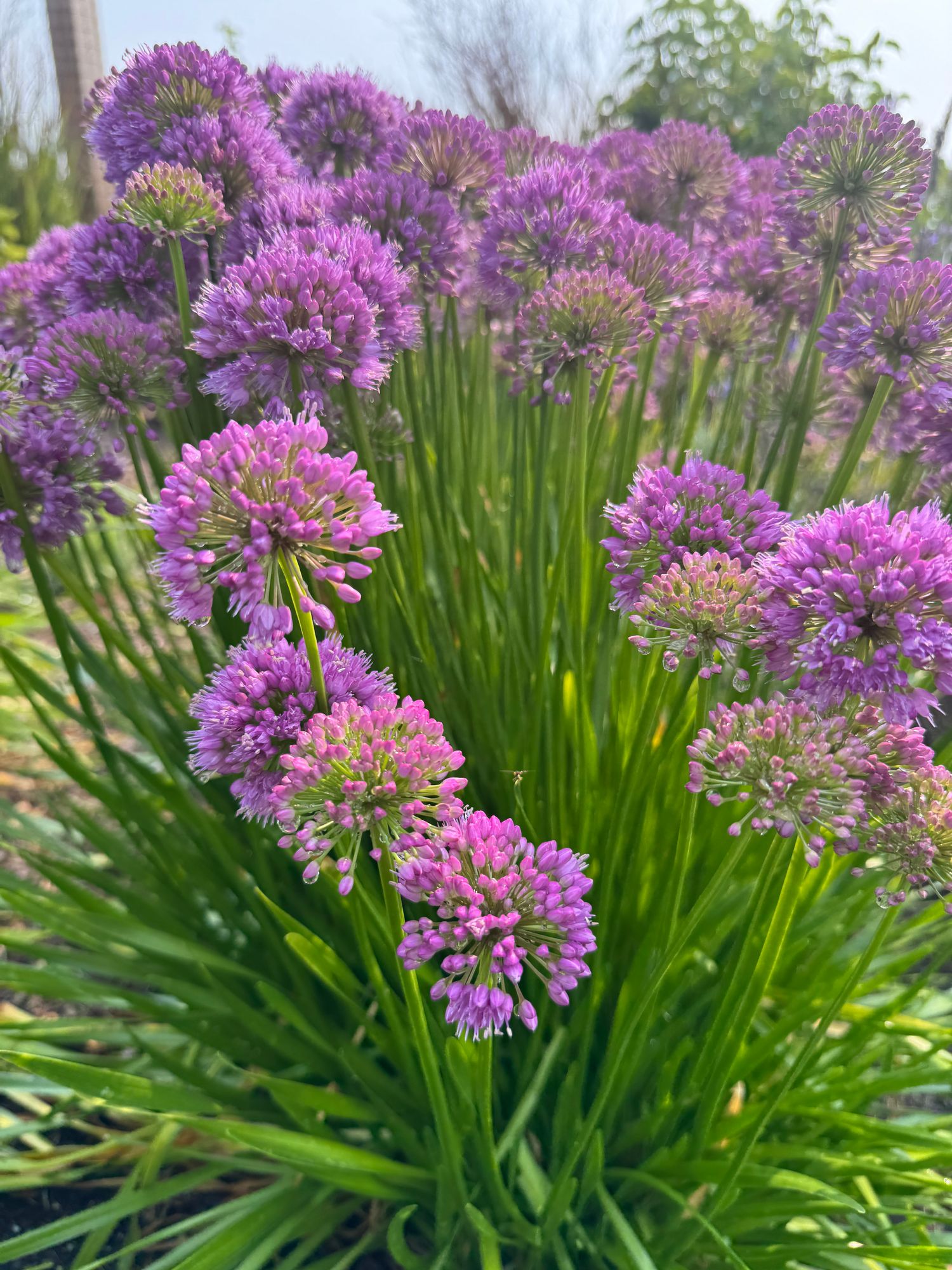 ALLIUM x Millenium