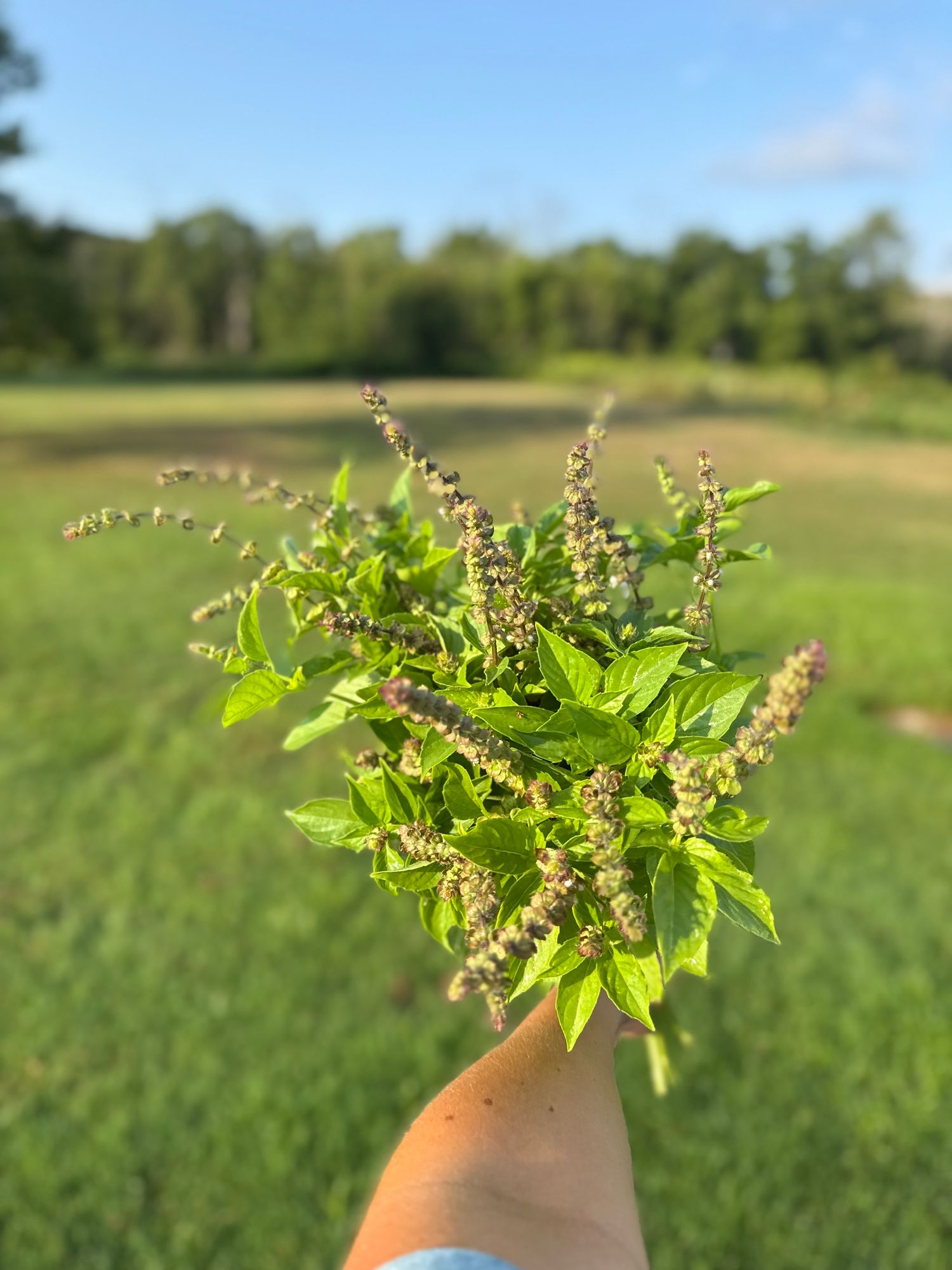 OCIMUM americanum Lemonette