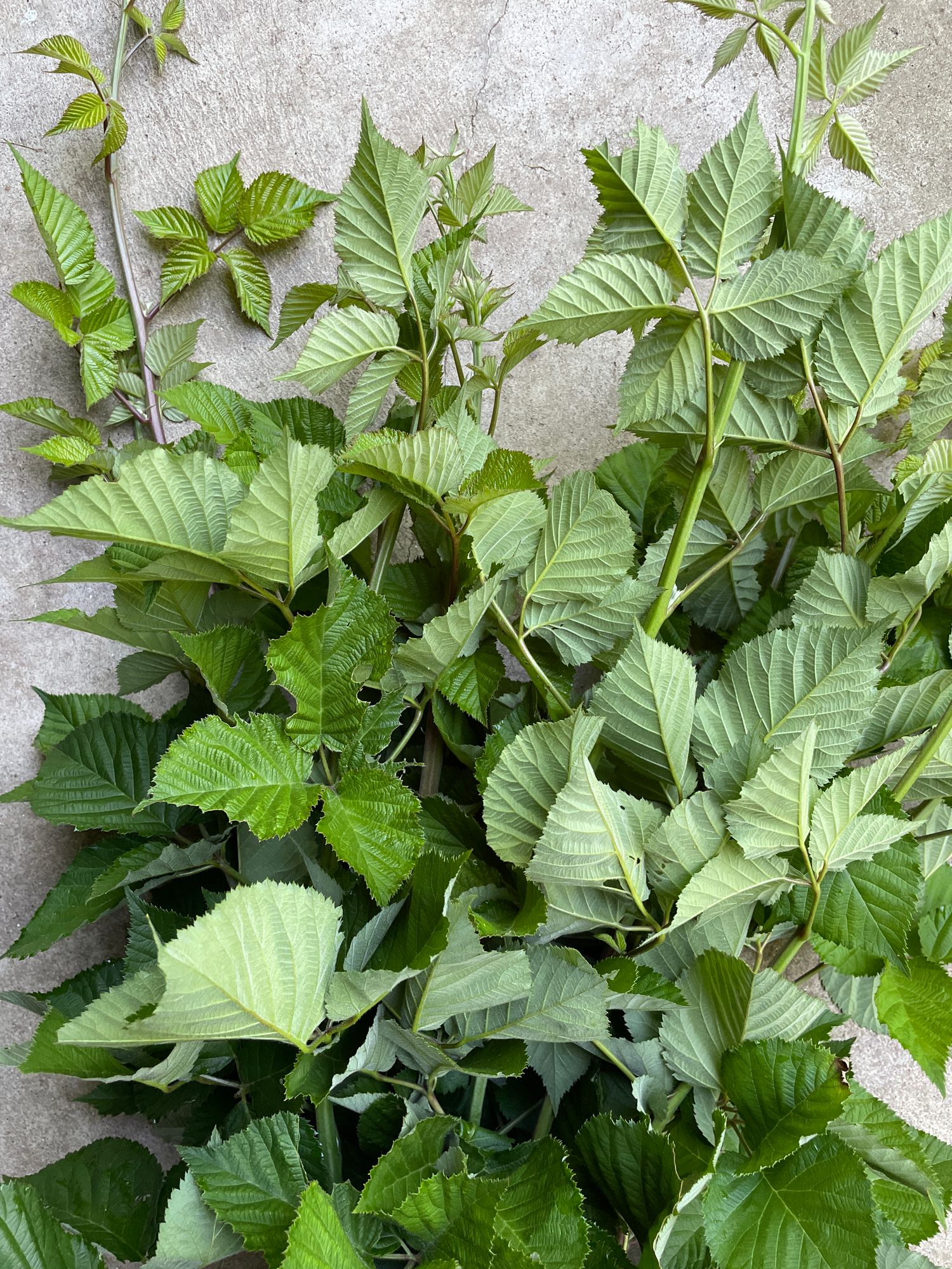 RUBUS fruticosus