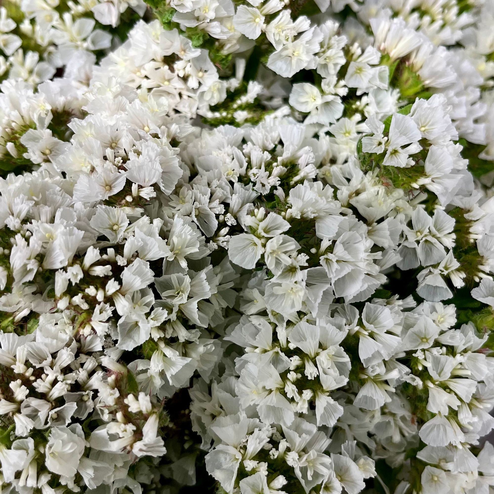 LIMONIUM sinuatum QIS