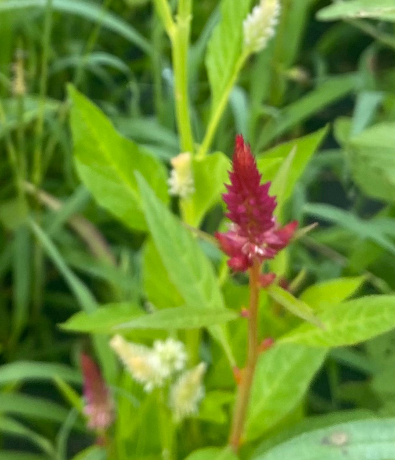 CELOSIA argentea spicata
