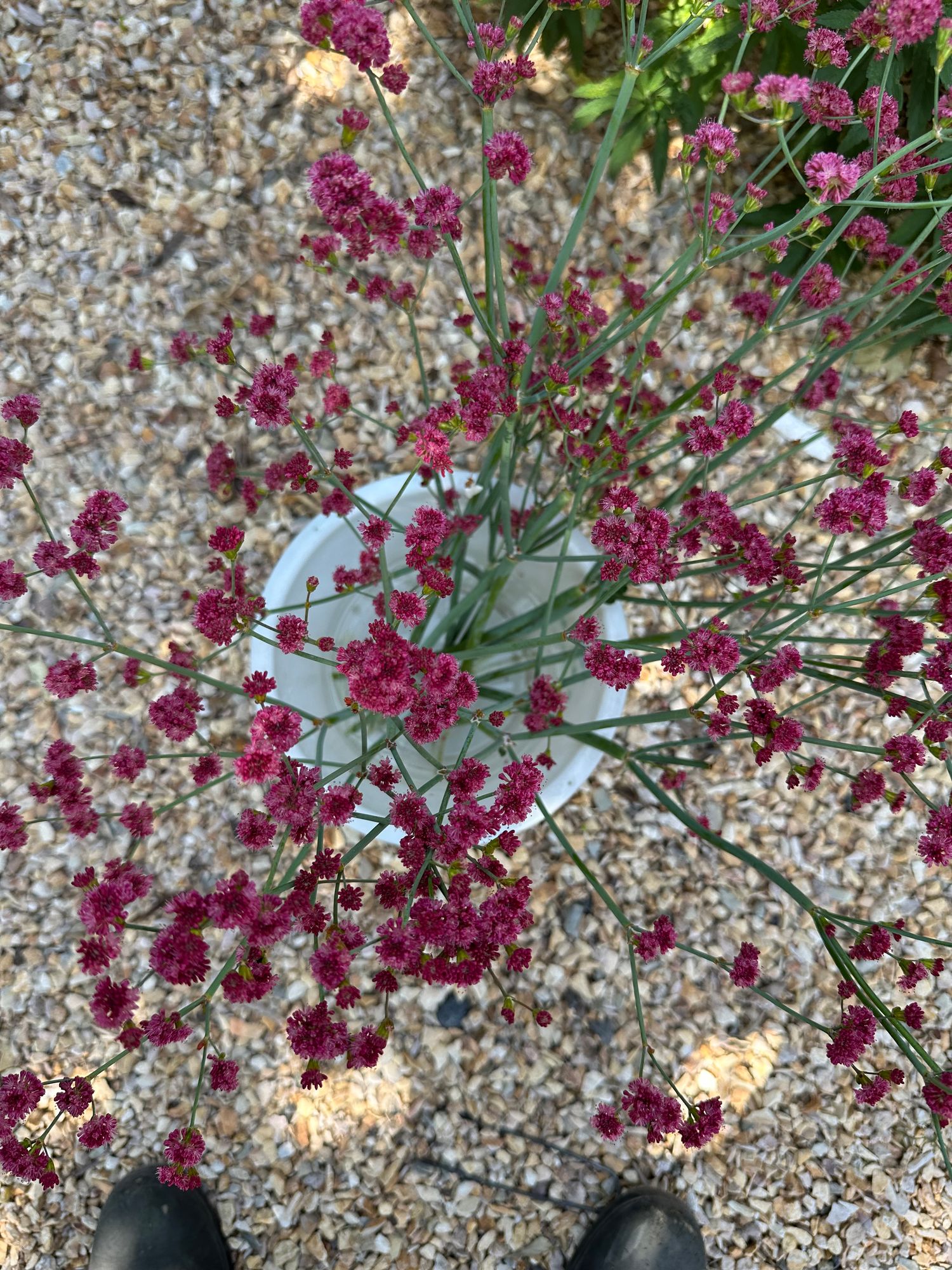 ERIOGONUM fasciculatum Warriner Lytle