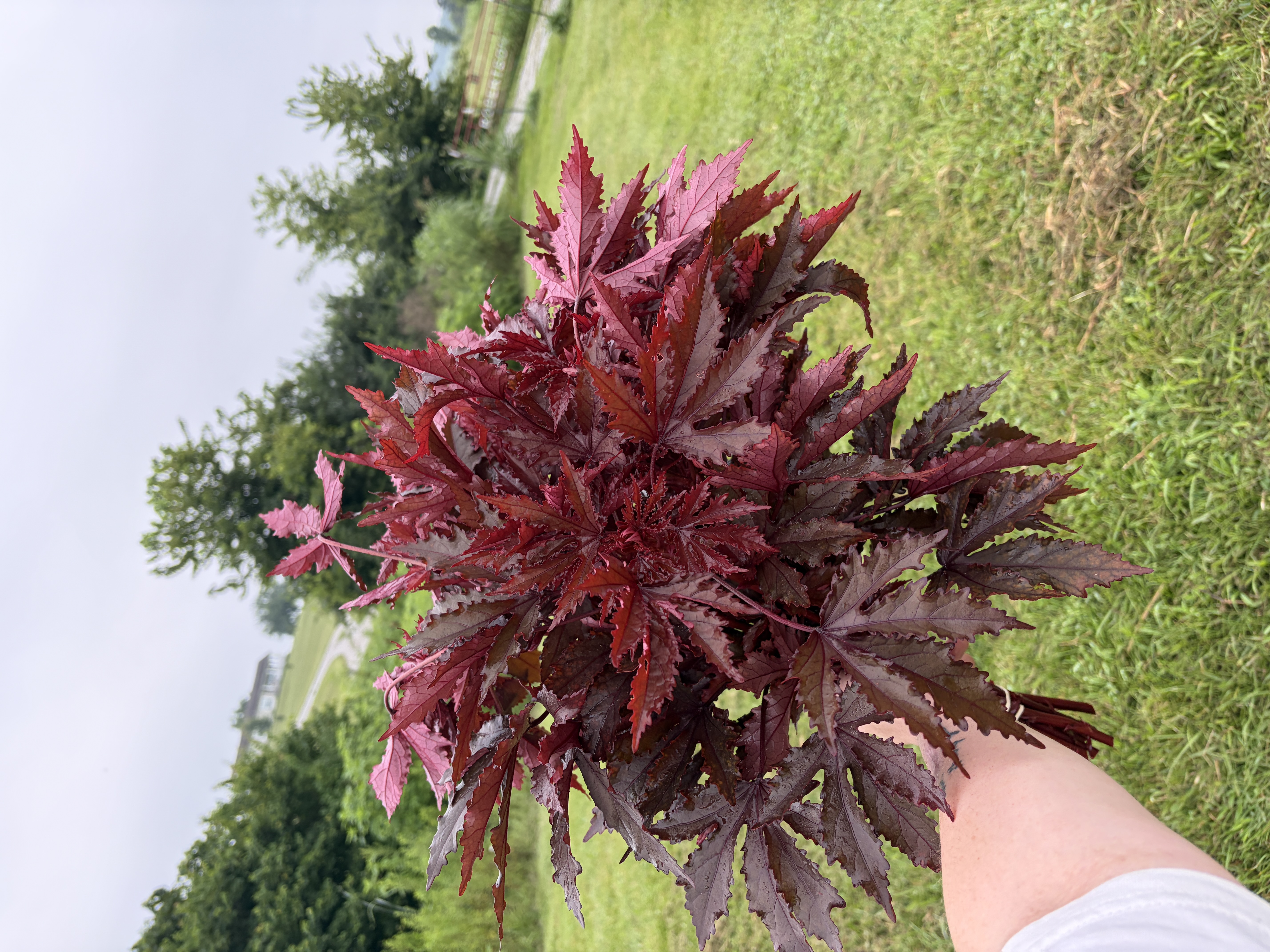 HIBISCUS acetosella