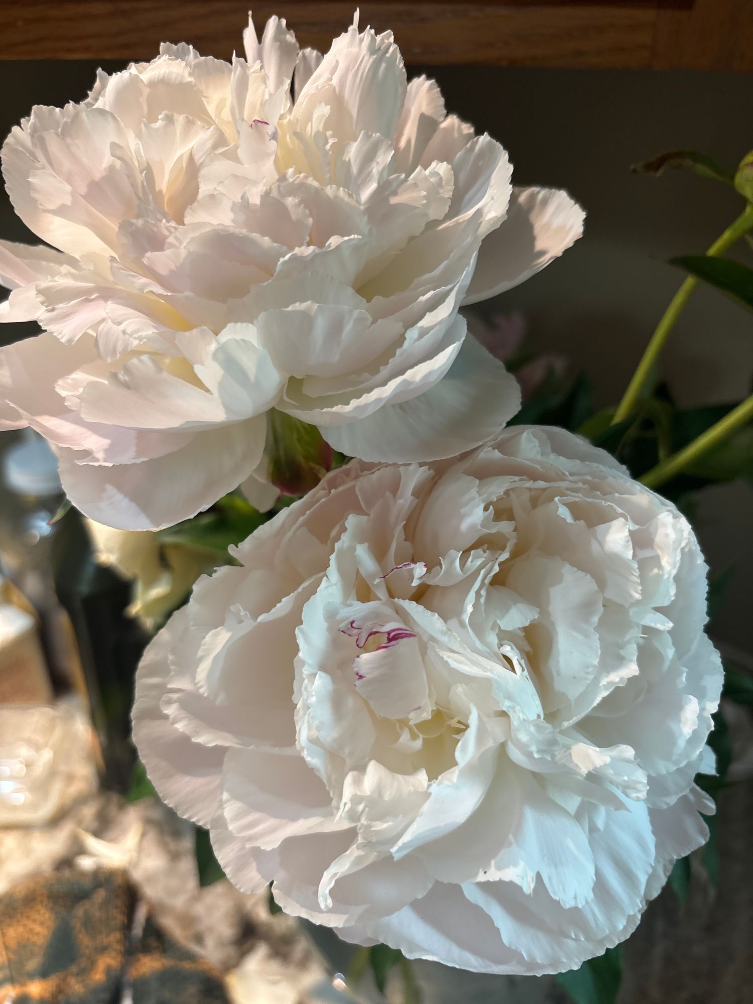 PAEONIA lactiflora Festiva Maxima