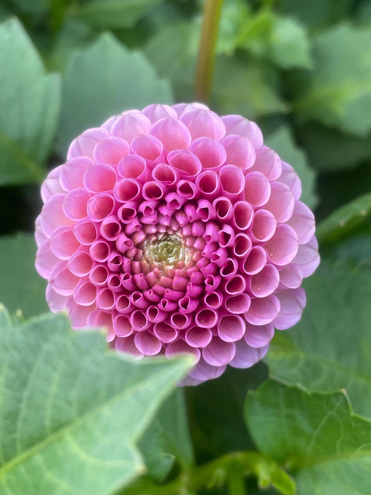 DAHLIA Pom pon/Pom pom