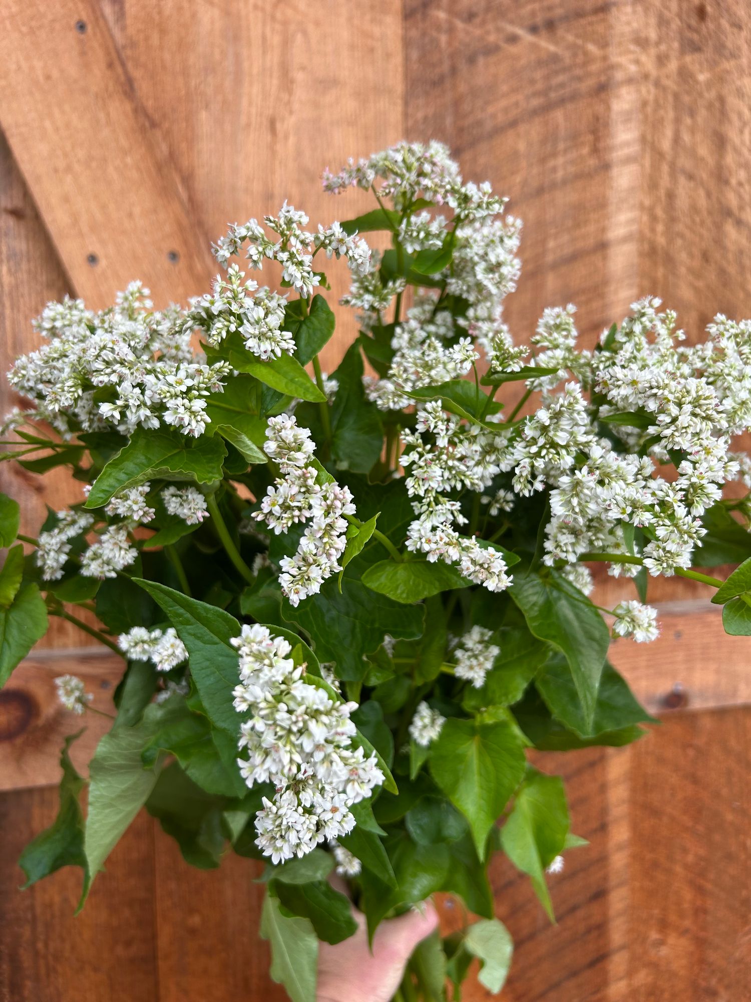 FAGOPYRUM esculentum