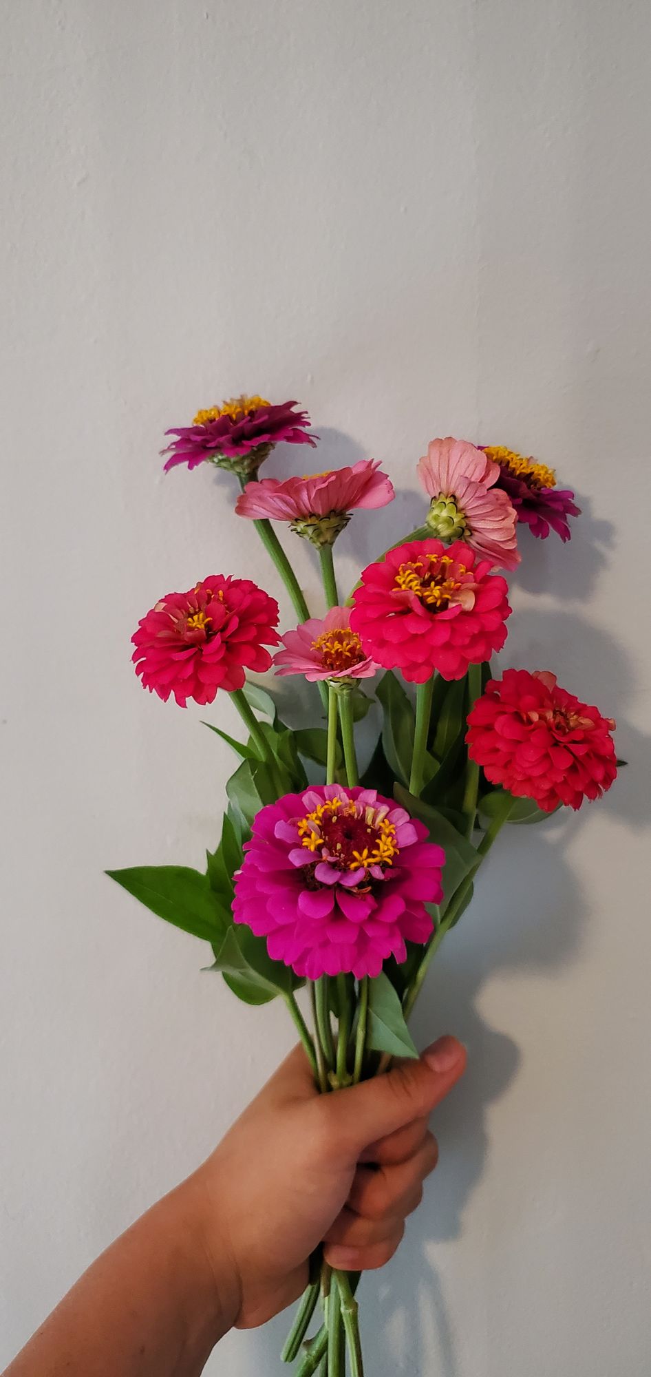 ZINNIA elegans Oklahoma Series