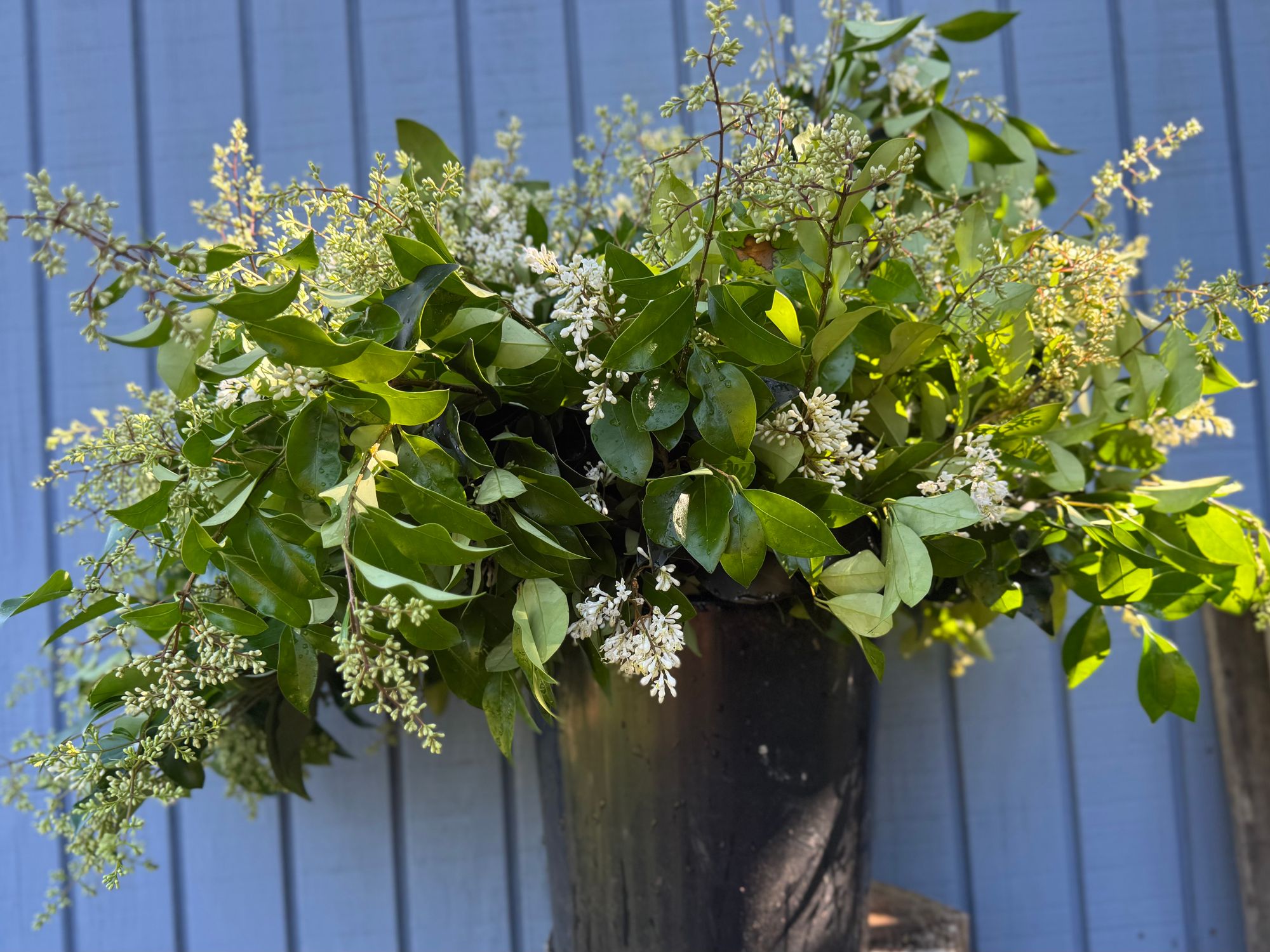 LIGUSTRUM sinense Variegatum