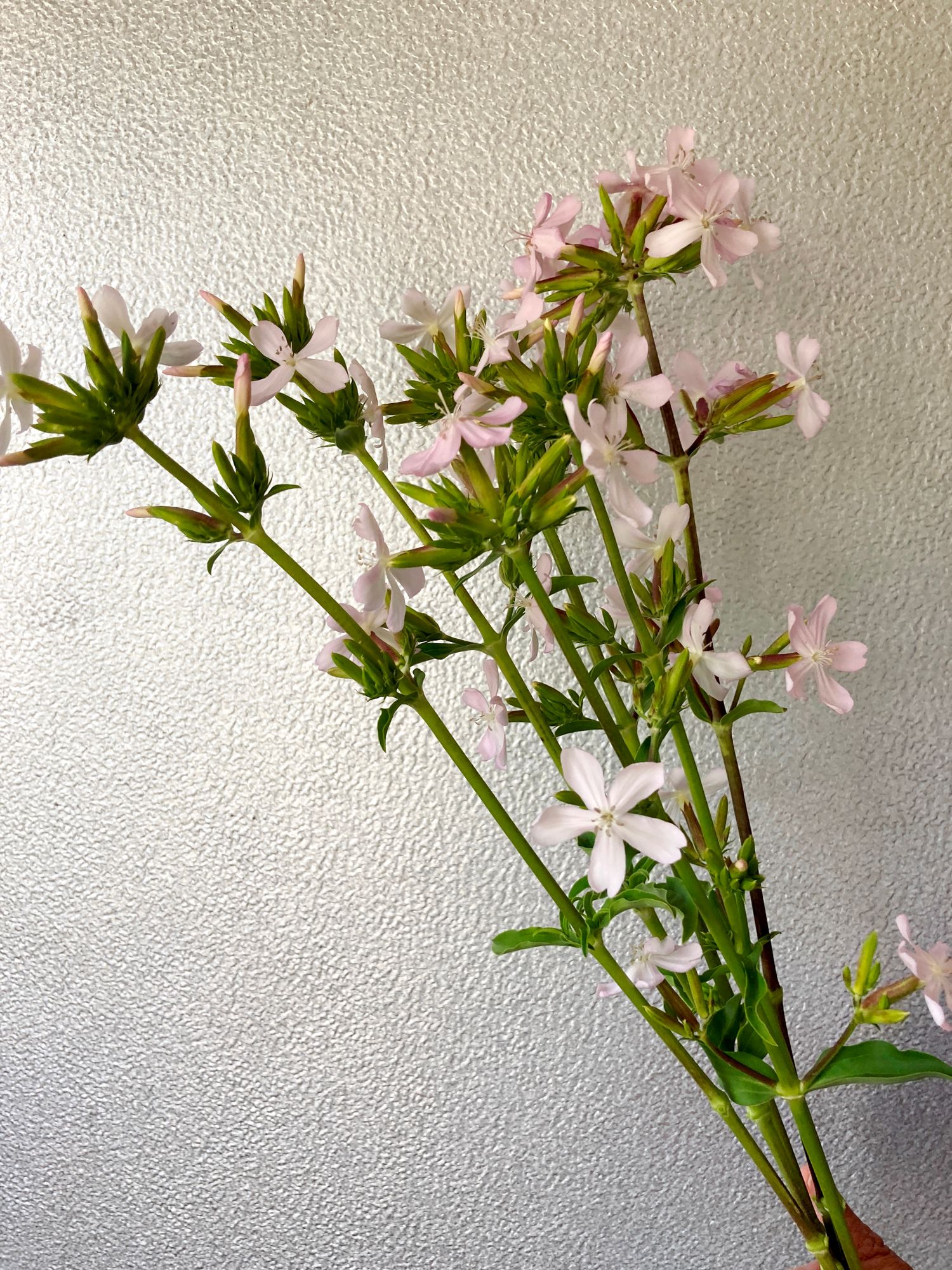 SAPONARIA officinalis